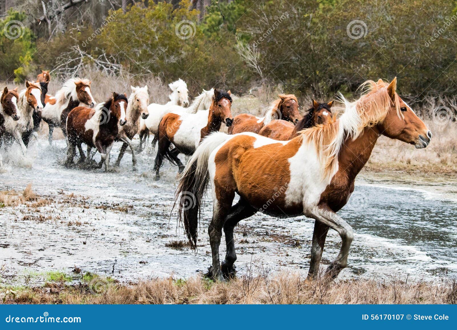 Dzicy Chincoteague koniki zaokrągla up