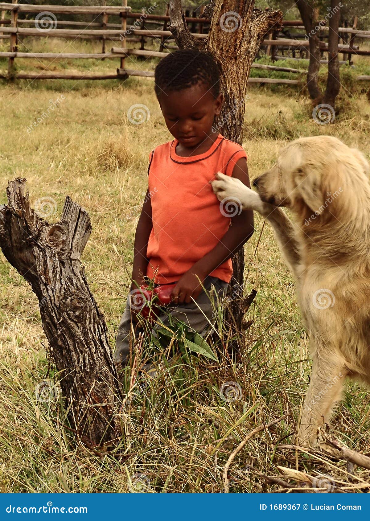 Dziecko afrykańska pies. Chłopcy granicami państw afryki psa na farmę niedaleko Kalahari,