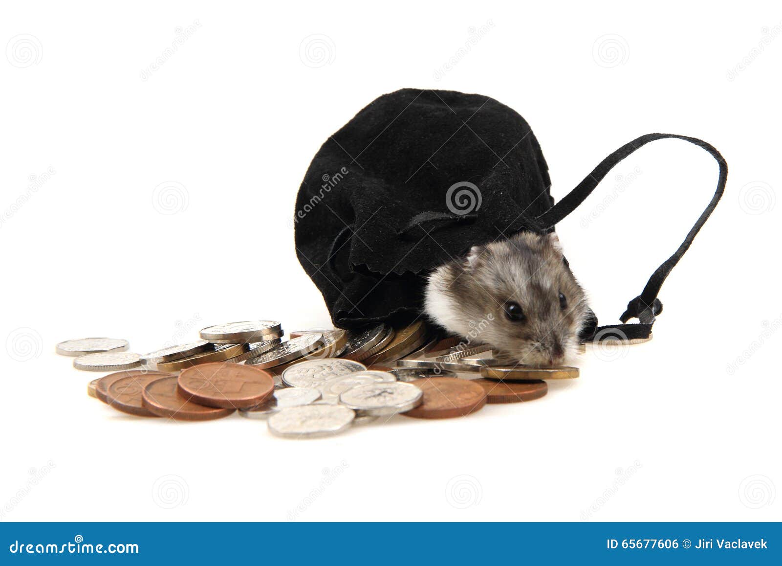 Dzungarian Hamster And Czech Coins Stock Photo - Image of ...