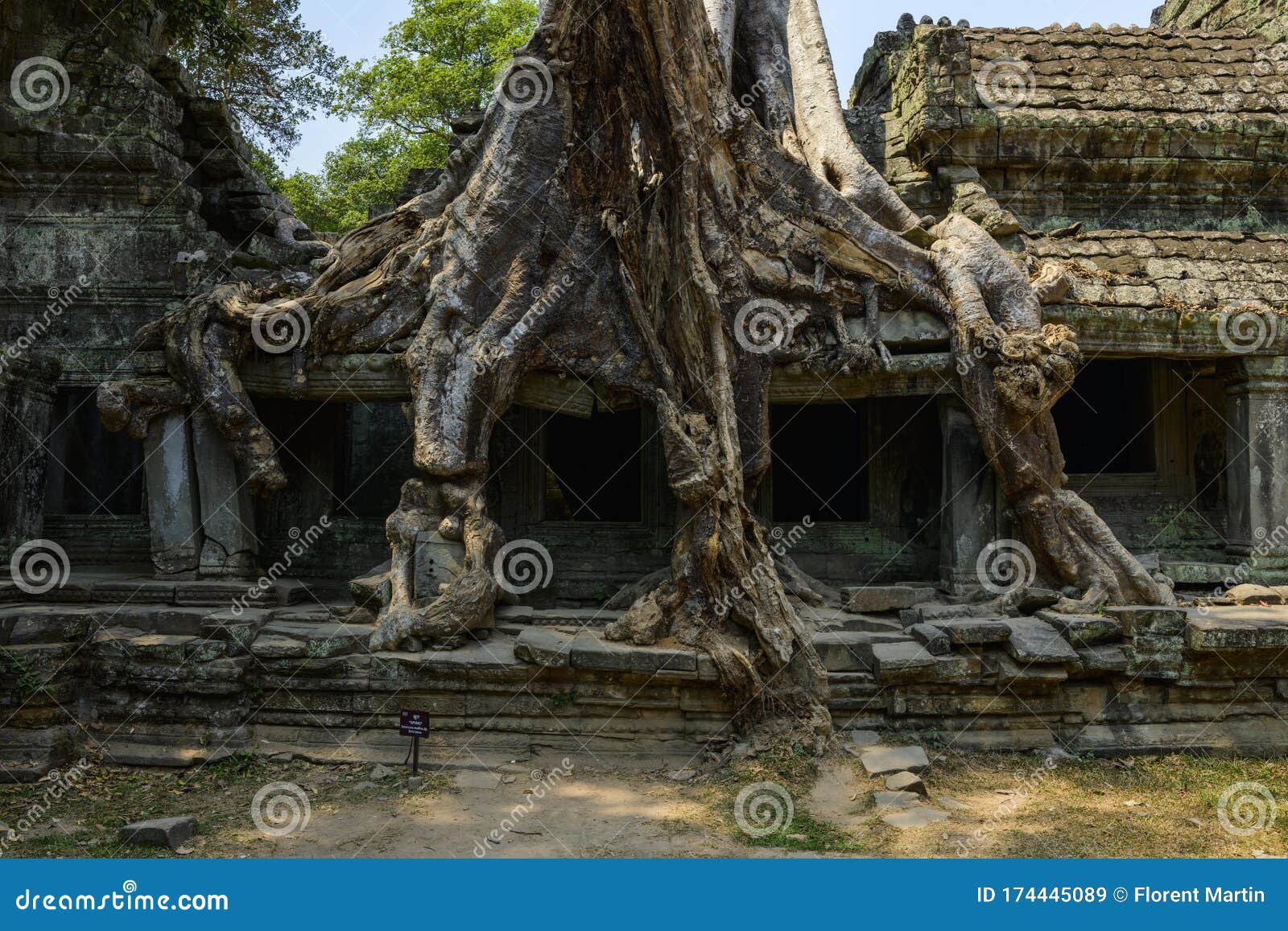 dÃÂ©tail sur les racines d`un ficus gÃÂ©ant mangeant le mur de la faÃÂ§ade est du temple preah khan dans le domaine des temples de