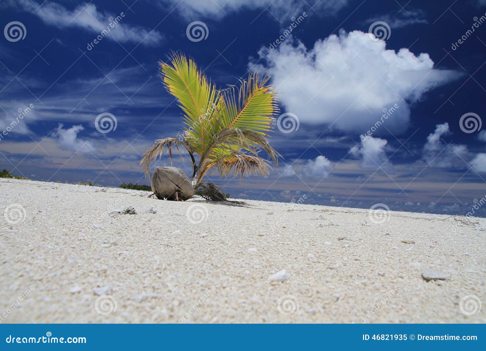 Début. Arbre de noix de coco poussant dans le cuisinier Islands d'Aitutaki d'île de lune de miel