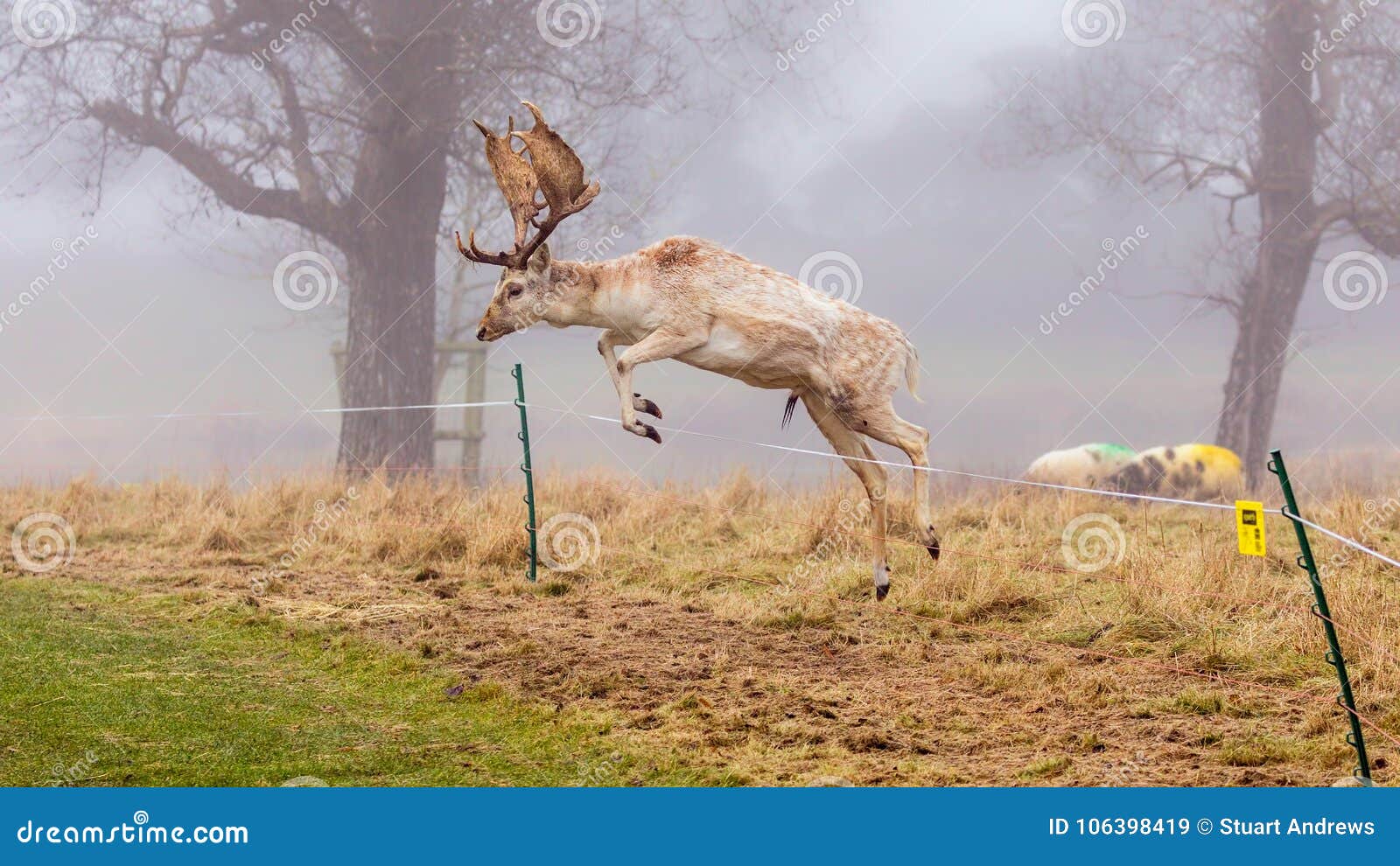 Dólar de los ciervos en barbecho - dama del Dama, saltando sobre una cerca eléctrica. Un dólar impresionante de los ciervos en barbecho, dama del Dama, saltando sobre una cerca eléctrica que rodea un recinto de las ovejas del ` s de Jacob en un día de niebla frío en último otoño, Warwickshire, Inglaterra