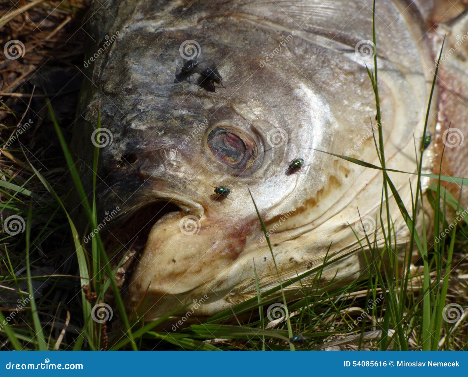 Död fisk som ligger i gräs