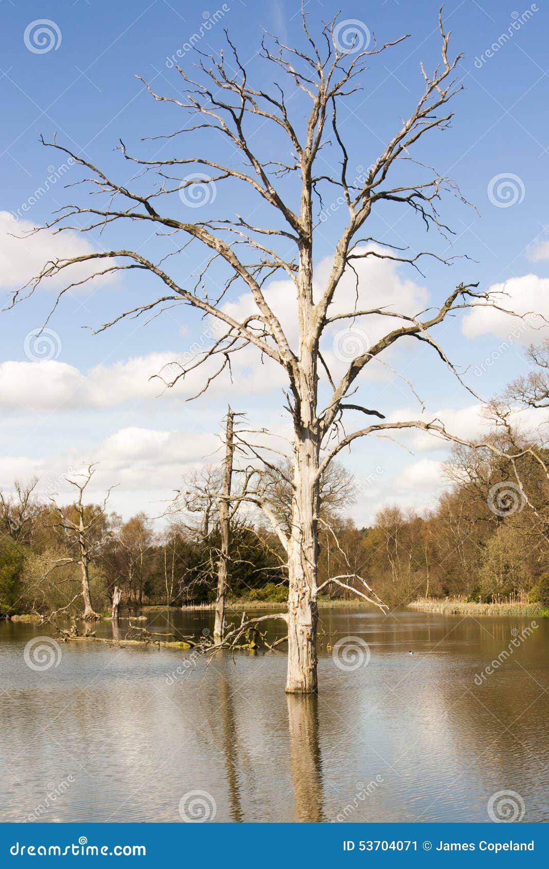 Död flodtree. Ett dött trädanseende i mitt av en mat