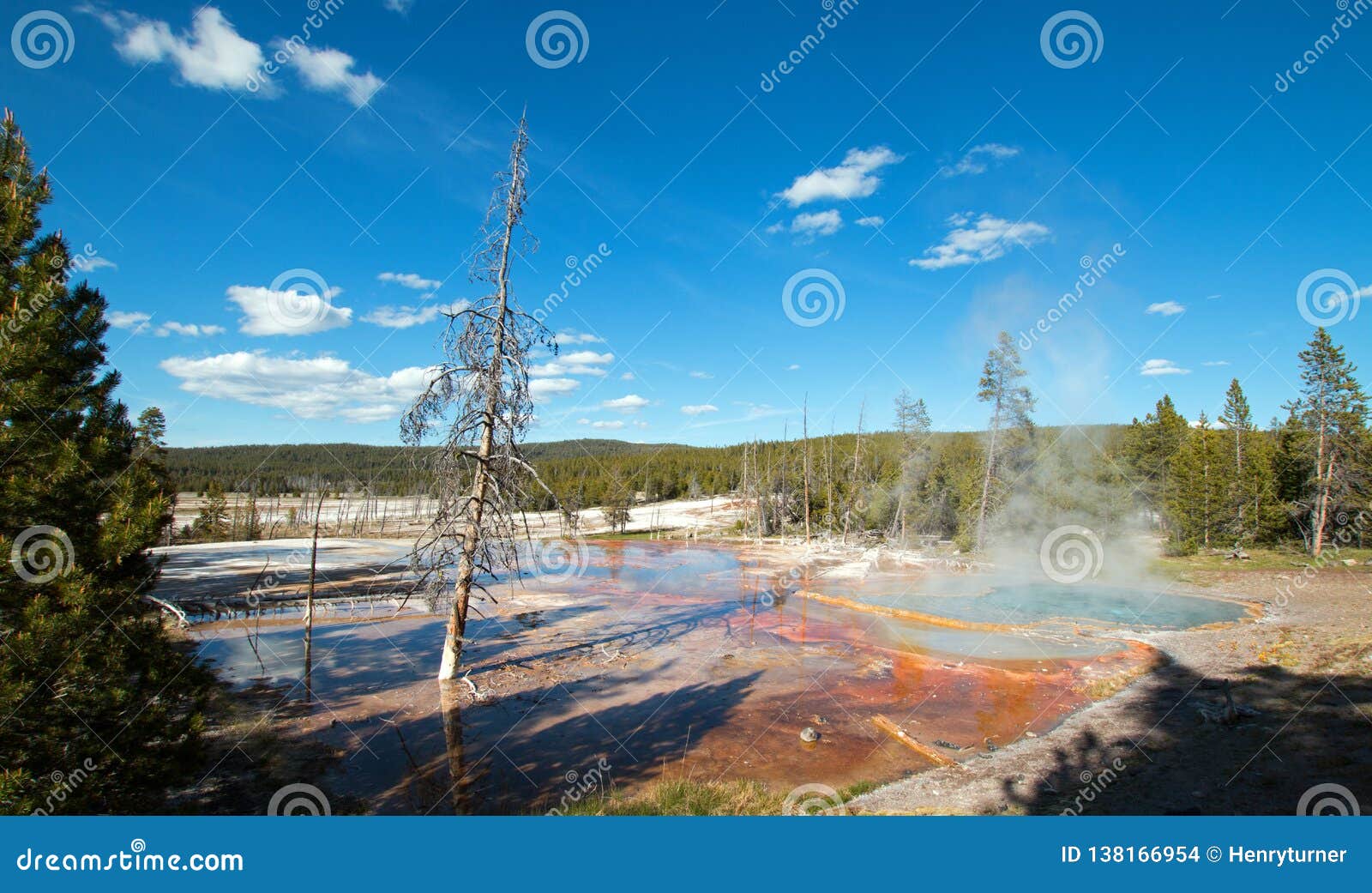 Dött träd på den Firehole våren på Firehole sjödrev i den Yellowstone nationalparken i Wyoming USA. Dött träd på den Firehole våren på Firehole sjödrev i den Yellowstone nationalparken i Wyoming Förenta staterna