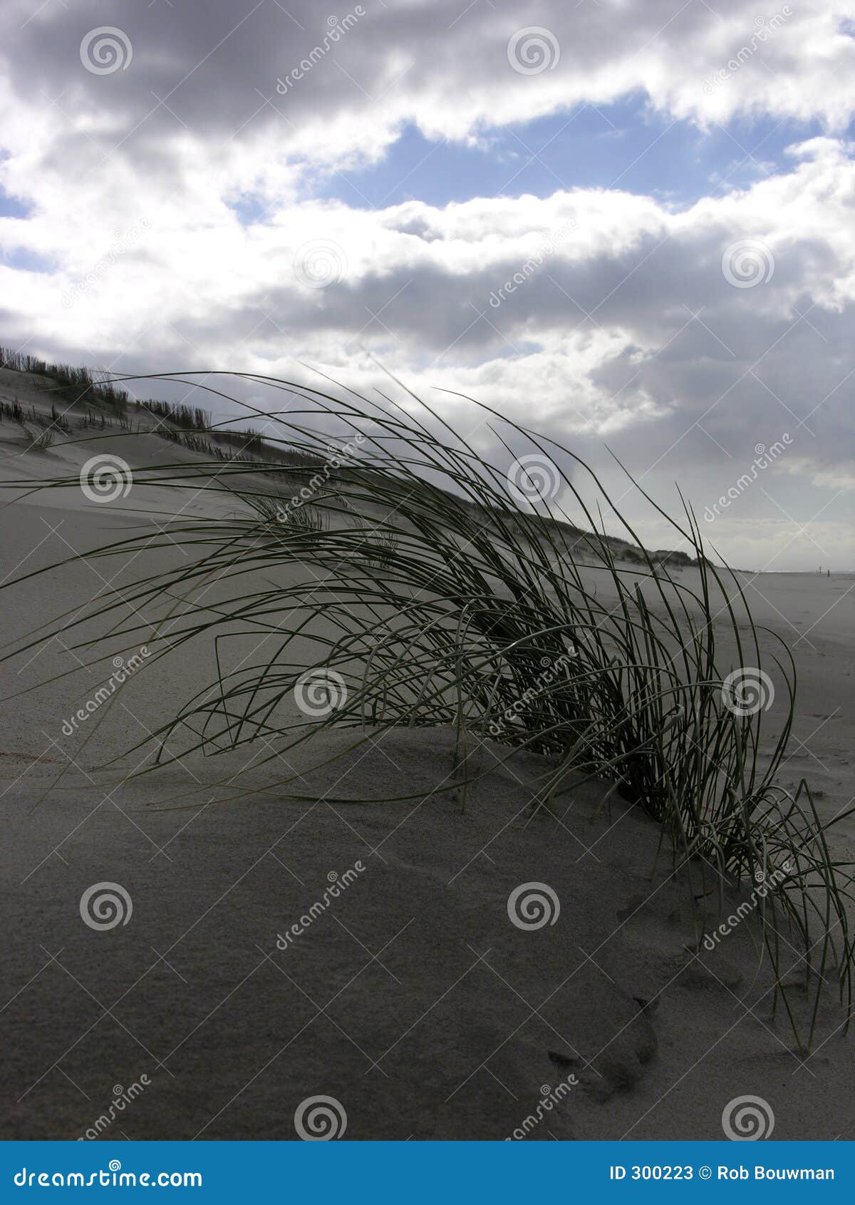 Dünen mit Gras