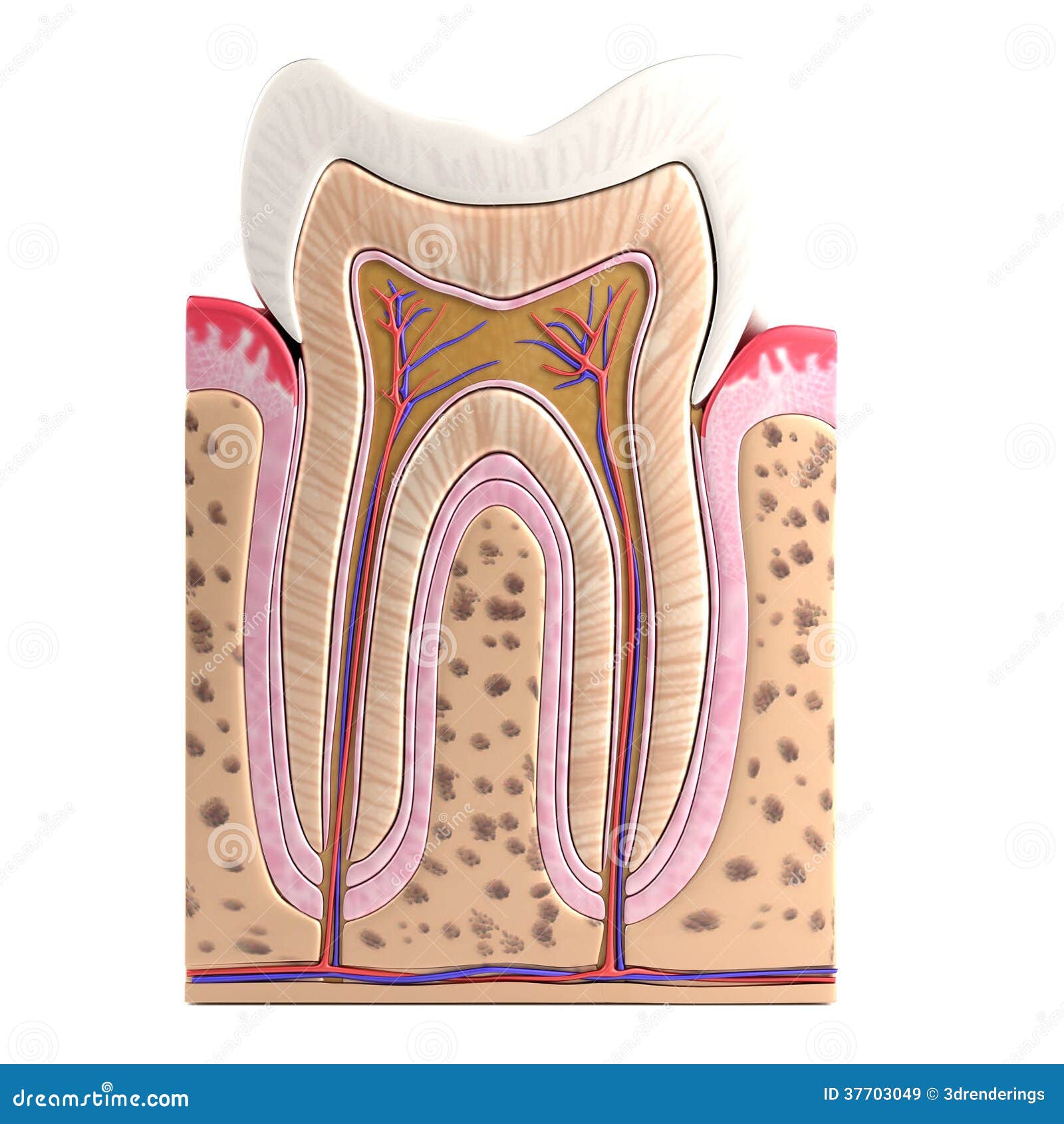 牙齿解剖图。向量生物医学插图。在白色背景上与文本隔离的横截面。内、外齿结构。为医疗保健、牙科设计插画图片素材_ID:405924310-Veer图库