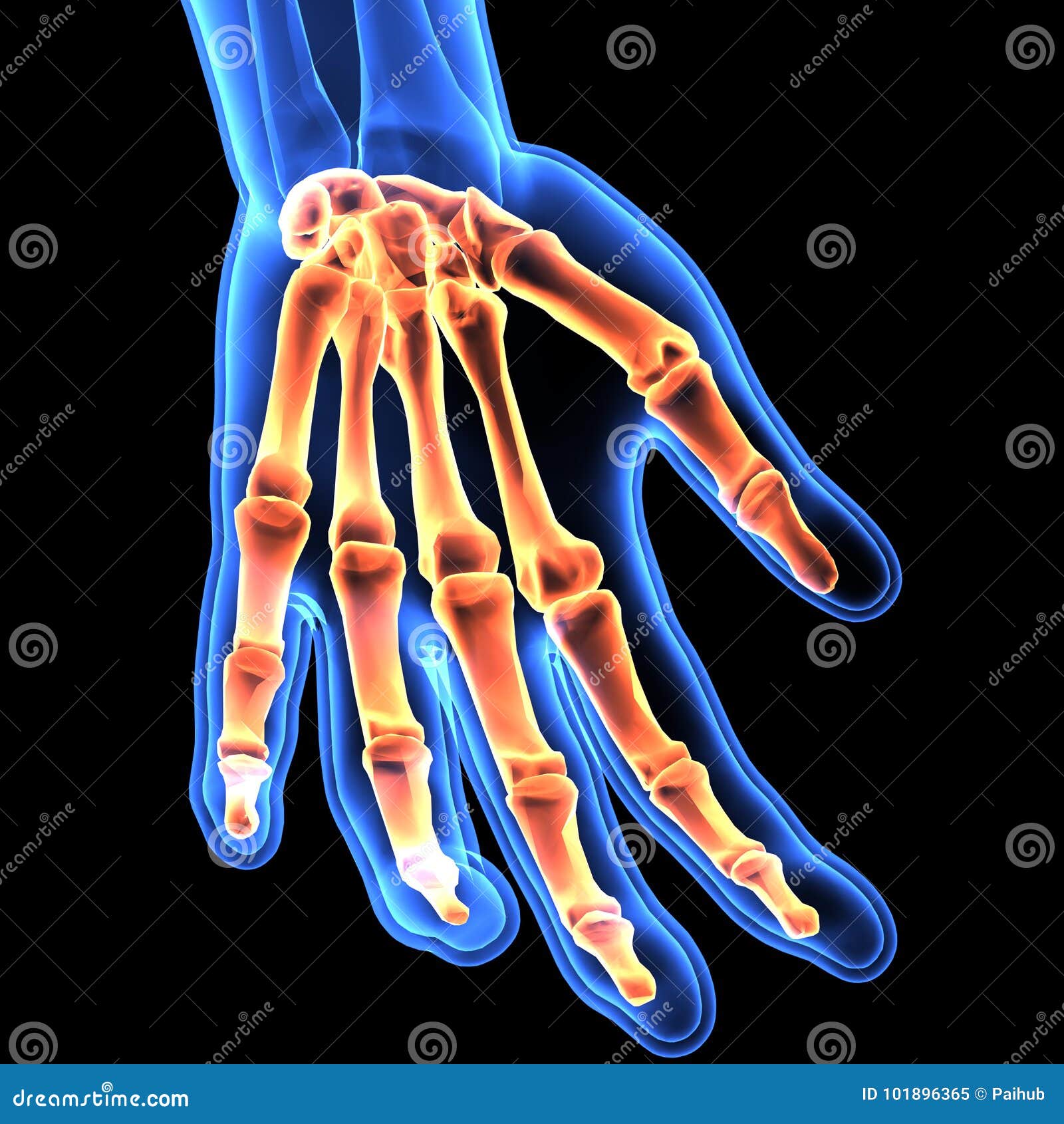右手手腕骨骼正常吗，求专业人士。不胜感激_百度知道
