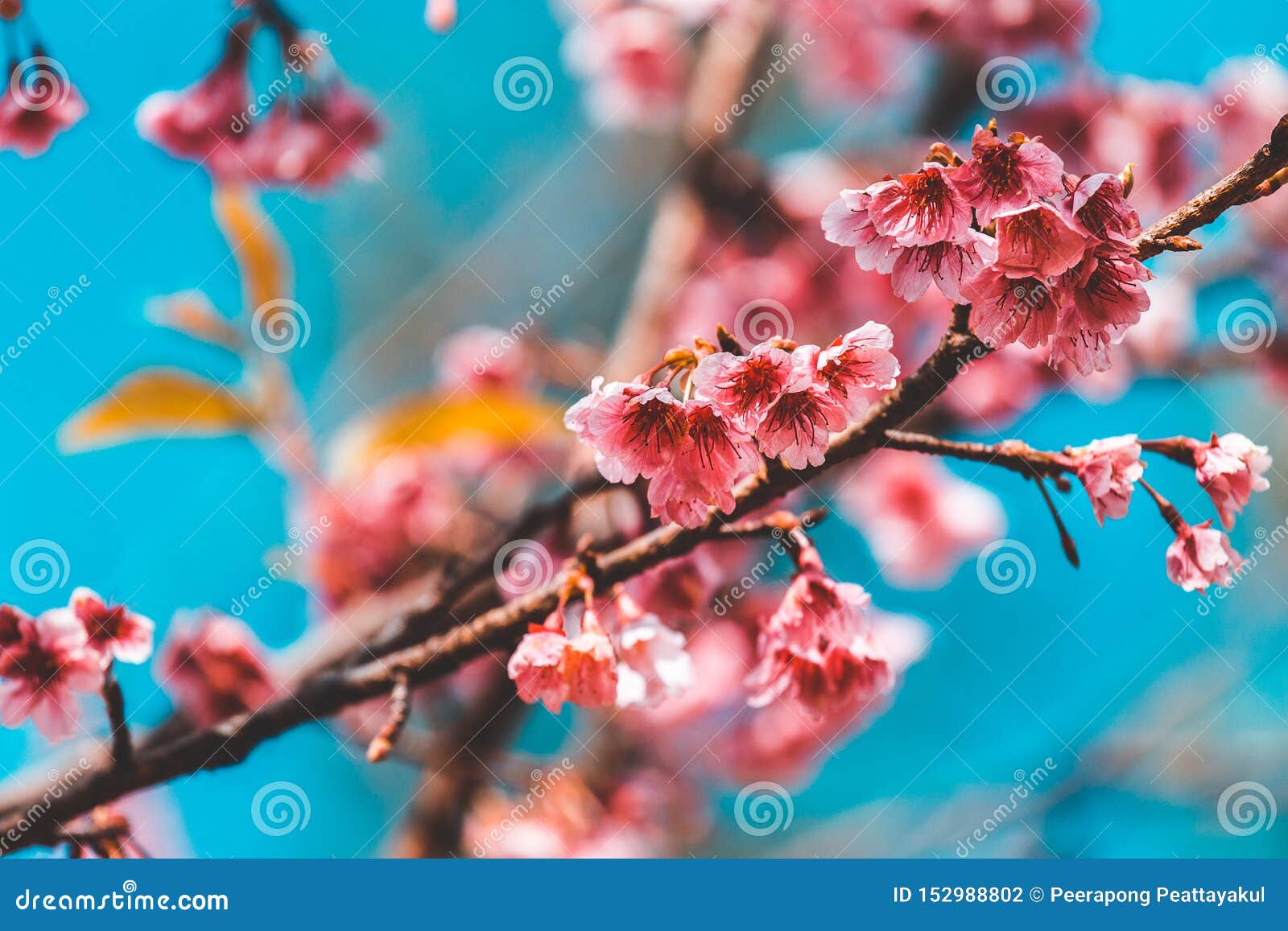 Cherry Blossom and Sakura Wallpaper Стоковое Фото - изображение  насчитывающей сезон, конец: 152988802