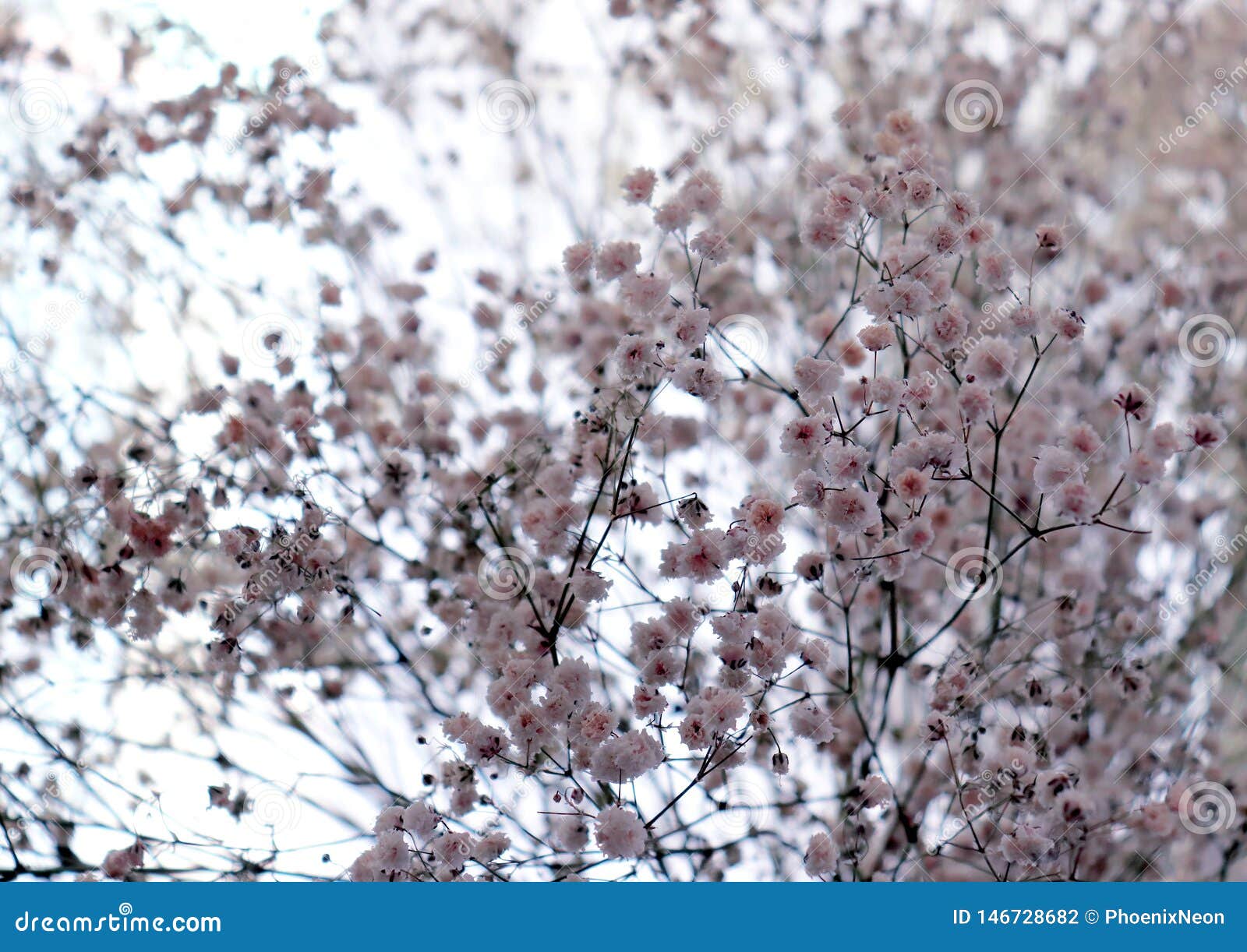 Close Up Of Beautiful Dreamy Garden Gypsophila Or Baby S Breath Flowers 库存照片 图片包括有dreamy Gypsophila