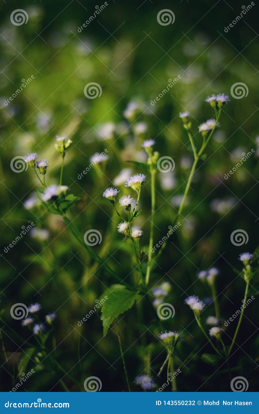 Extreme Zoom Photo With Beautiful Bokeh Effect 库存照片 图片包括有照片 缩放 Extreme Zoom Photo With Beautiful Bokeh Effect 库存照片 图片包括有照片 缩放