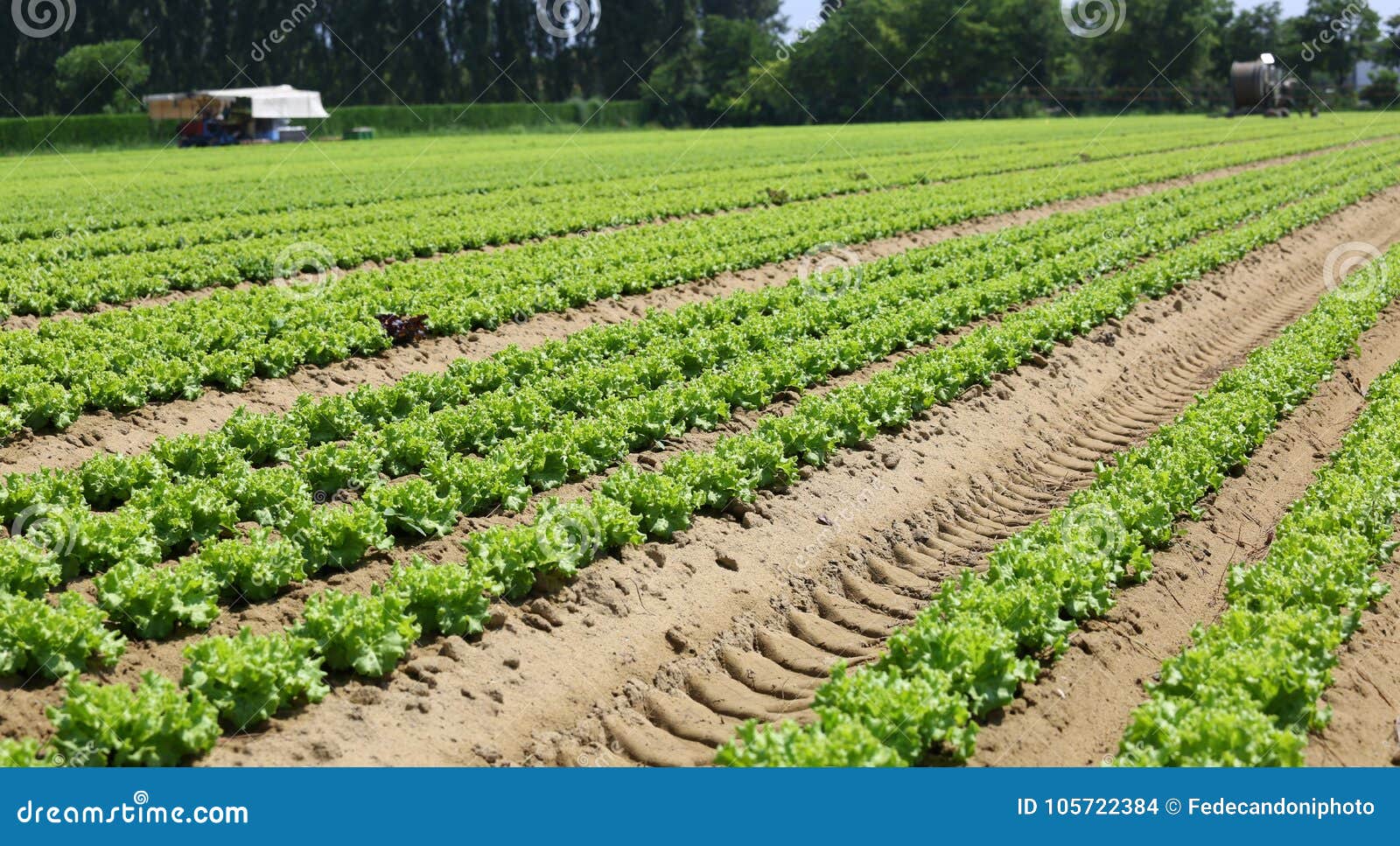 Field of Green Lettuce in the Padana Plain in Northern Italy Photo
