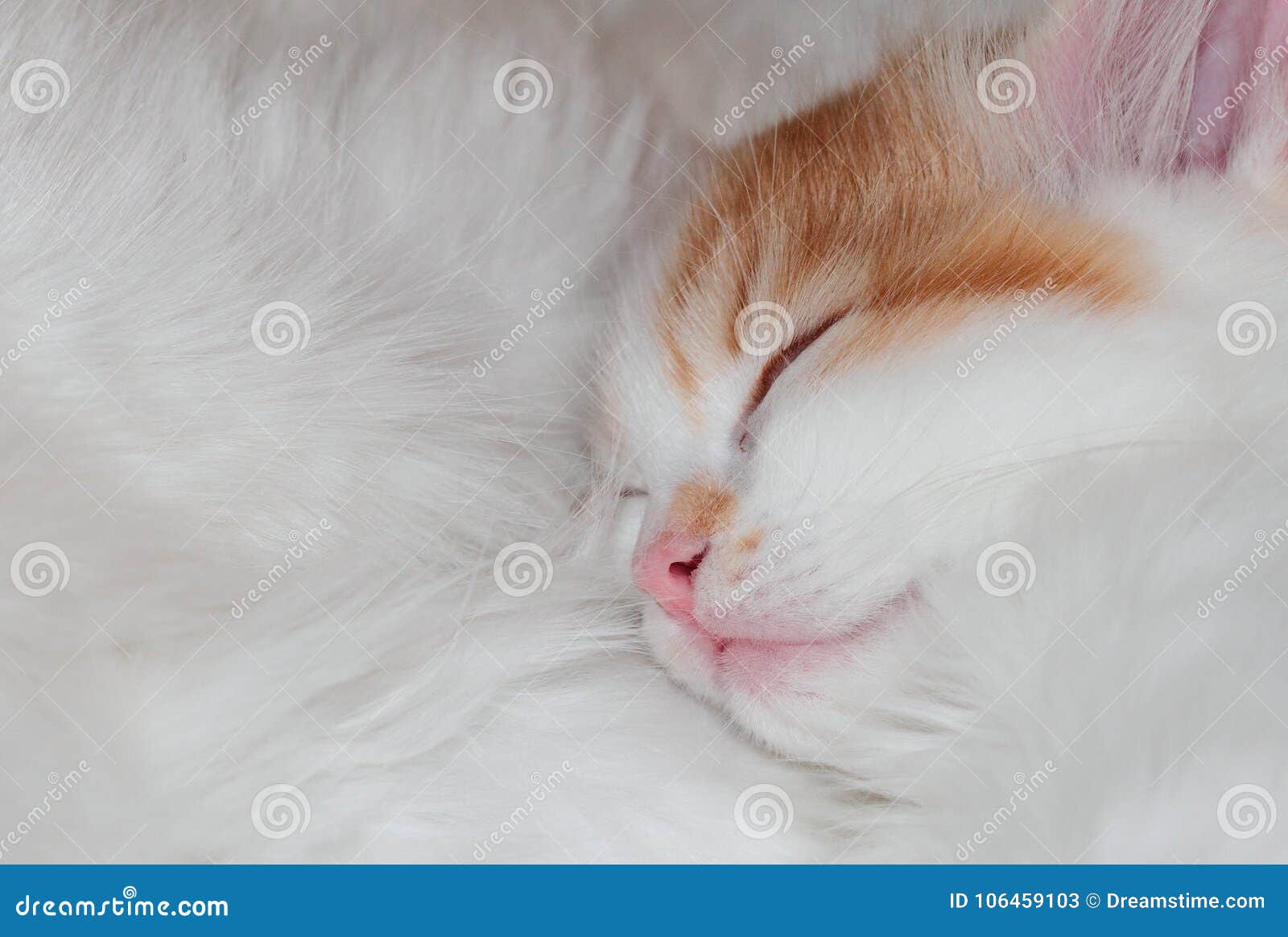 Киттен Спит В Груди Матери Стоковое Изображение. Изображение.