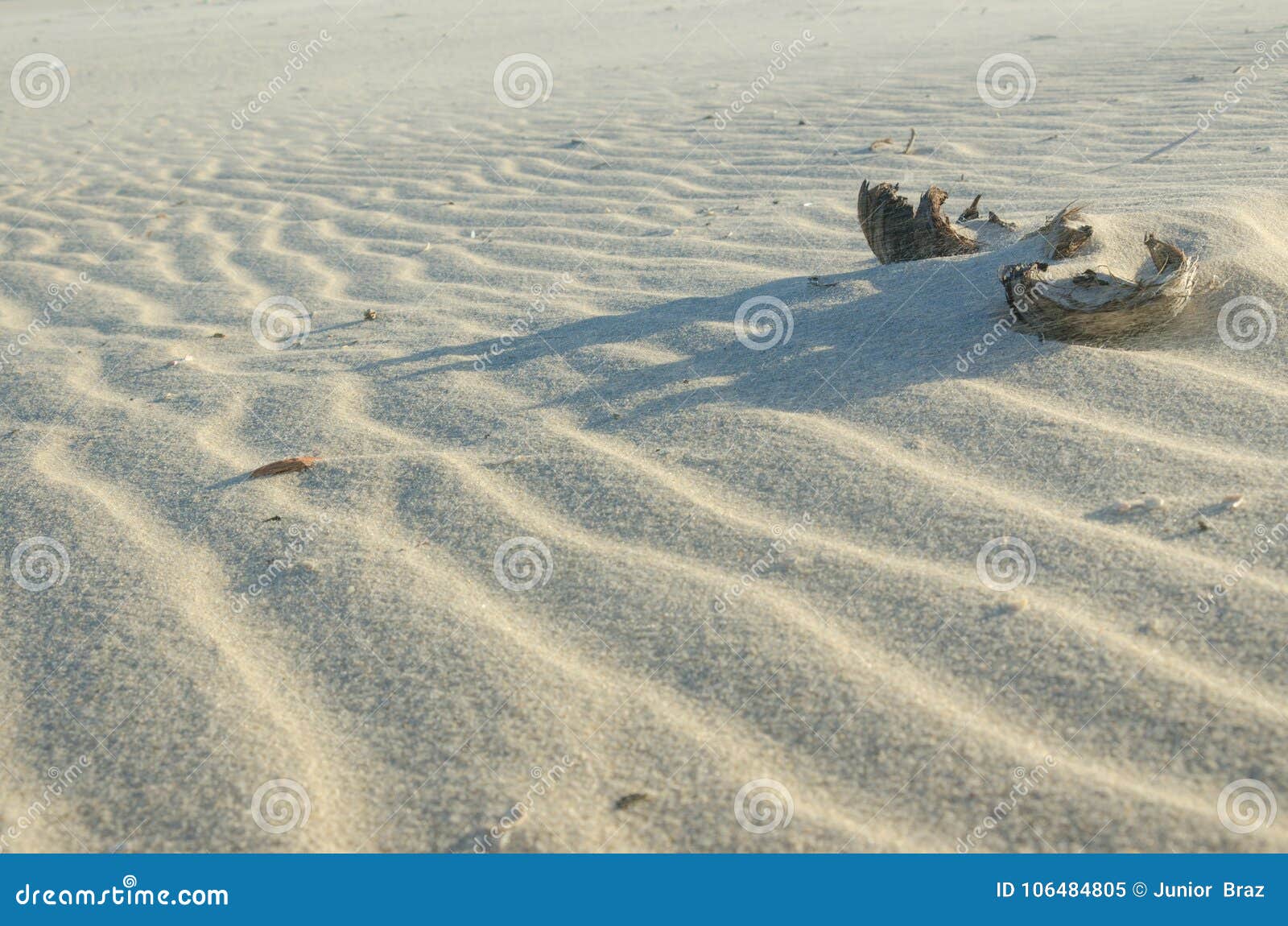 Dried Coconut Splitted in Two Over the Sand Immagine Stock Immagine