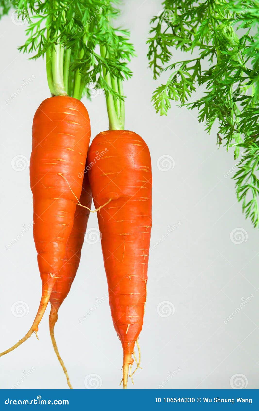 Important Human Food, Carrot Root Vegetables, Rich in Carotene