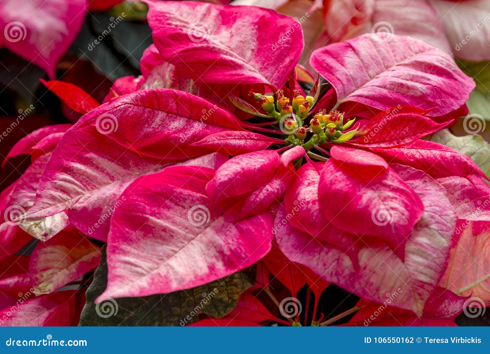 Traditional Red Poinsettias Christmas Flowering Plant Στοκ Εικόνες