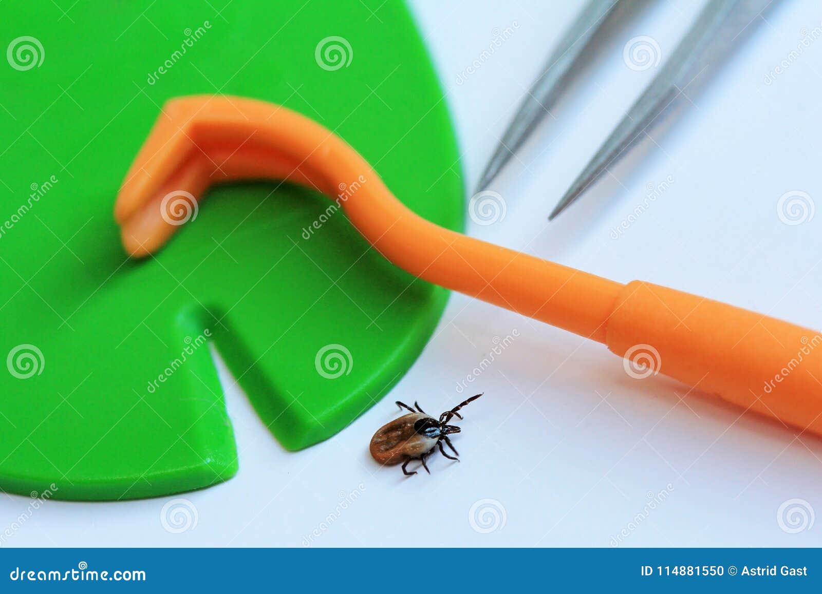 Correct and Quick Removal of a Tick with a Tick Hook, Tweezers or Tick