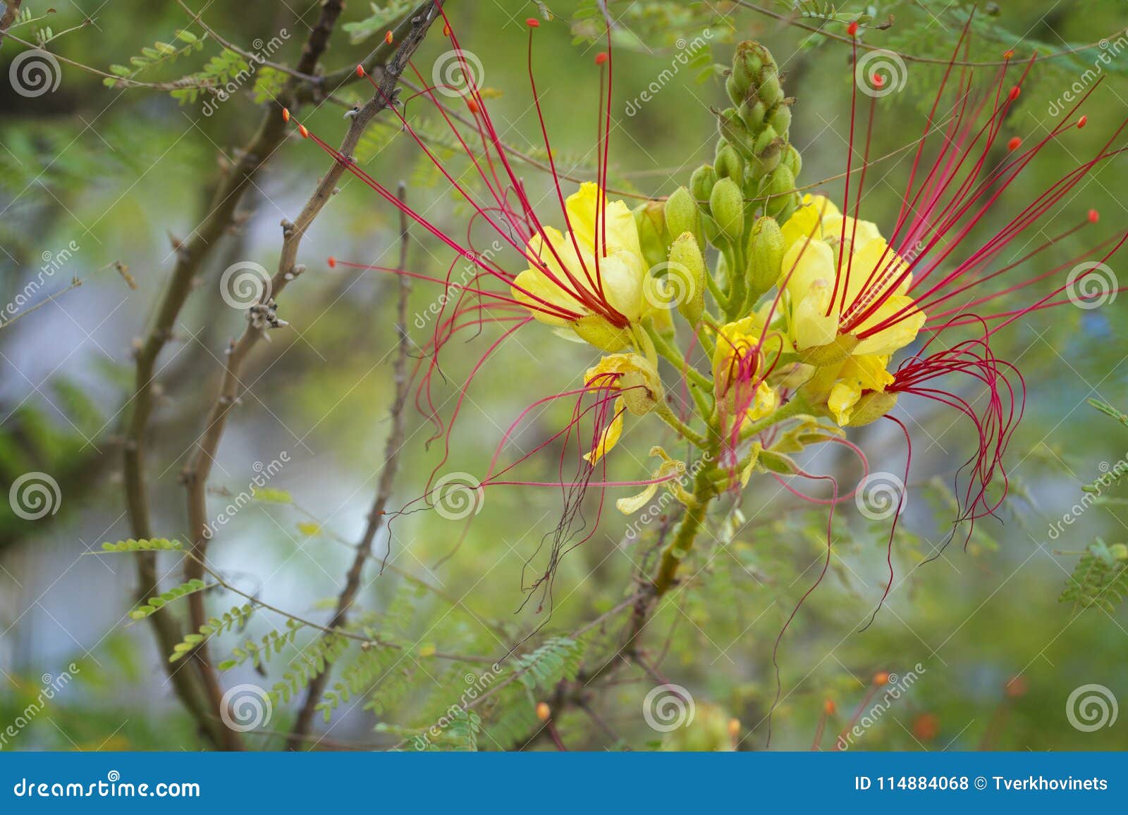 Turkish Bird of Paradise Yellow Flower Foto de Stock - Imagem de ...