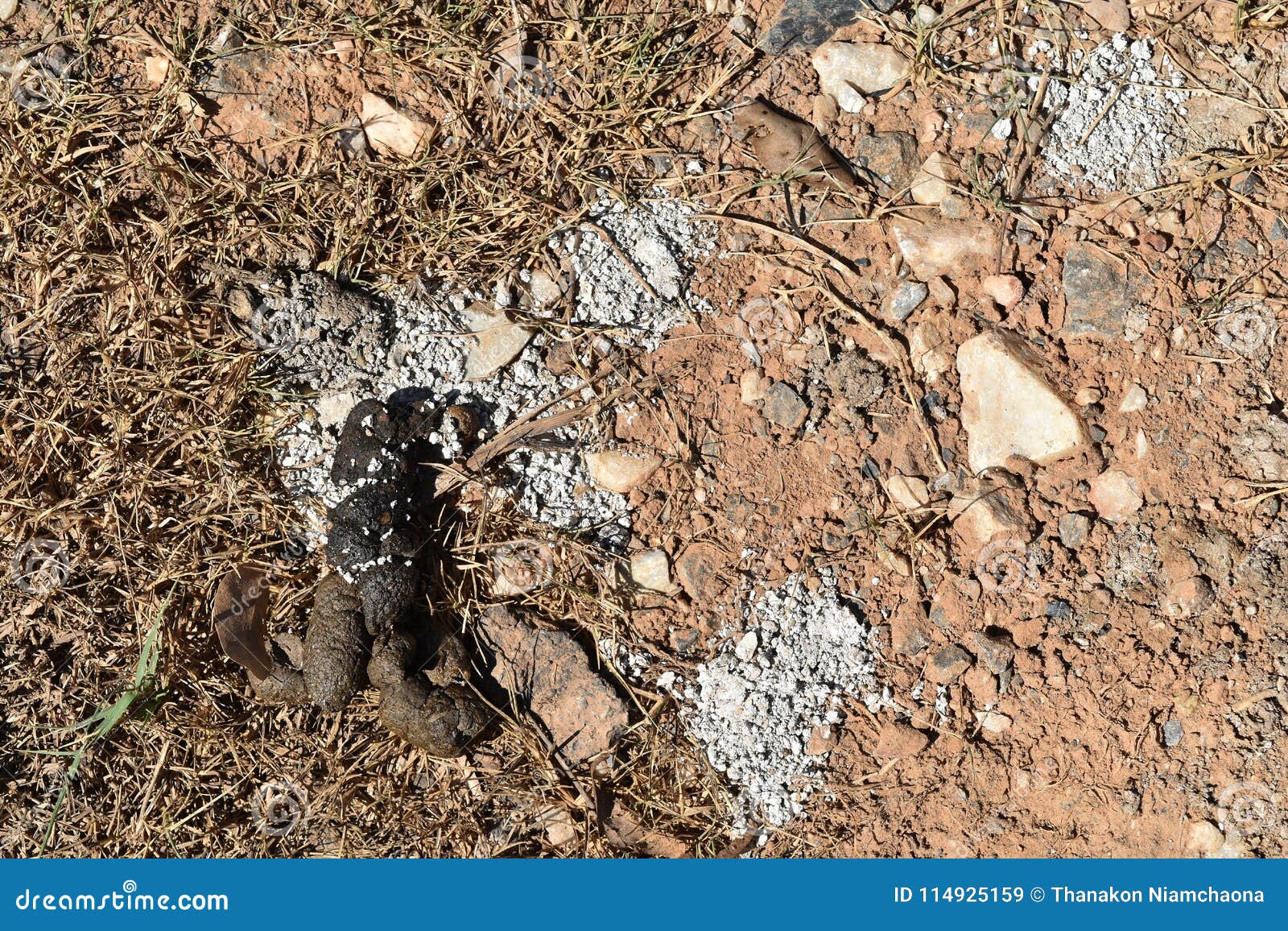 Detail feces of dog on soil ground