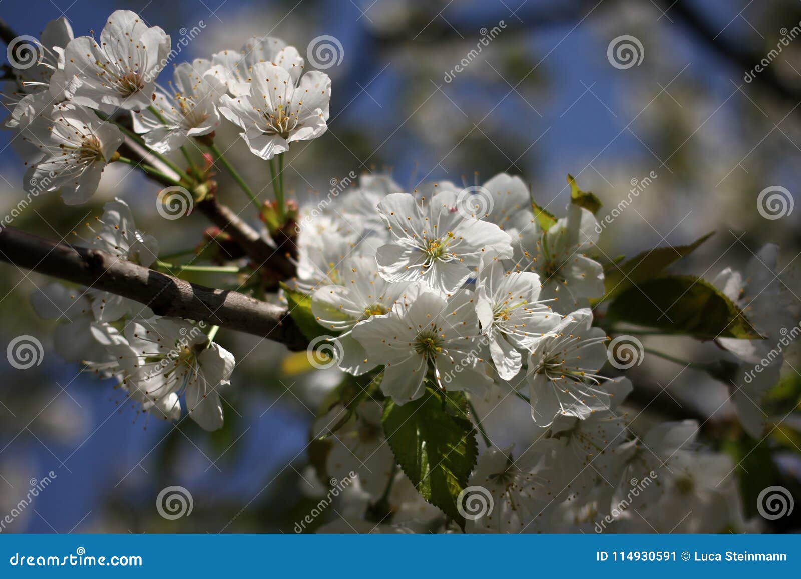 Cherry blossom close-up with blue sky. Beautiful cherry blossom springtime flower with blue sky backgound, close-up