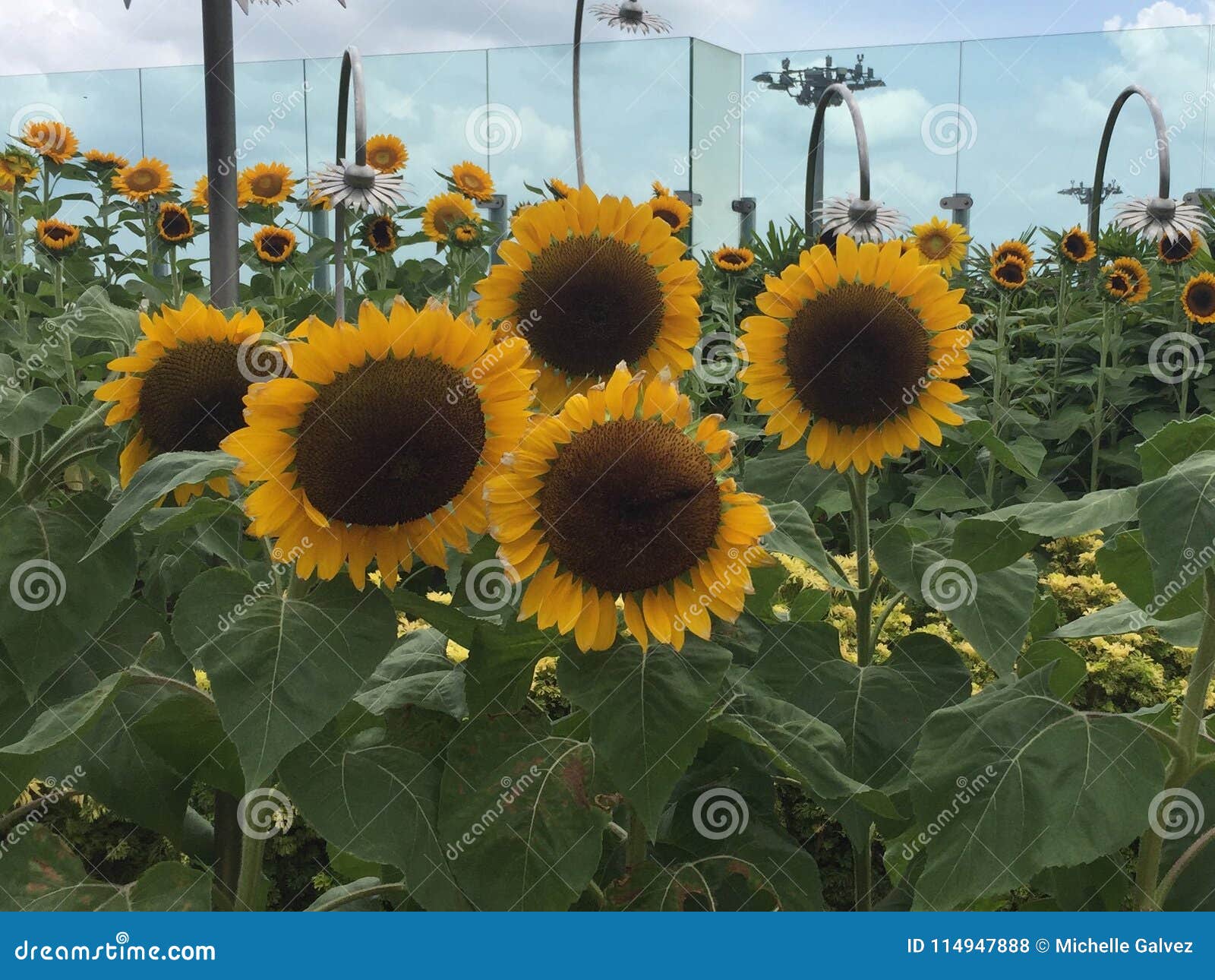 Sunflower Garden Multiple Flowers Surrounded by Green Leaves