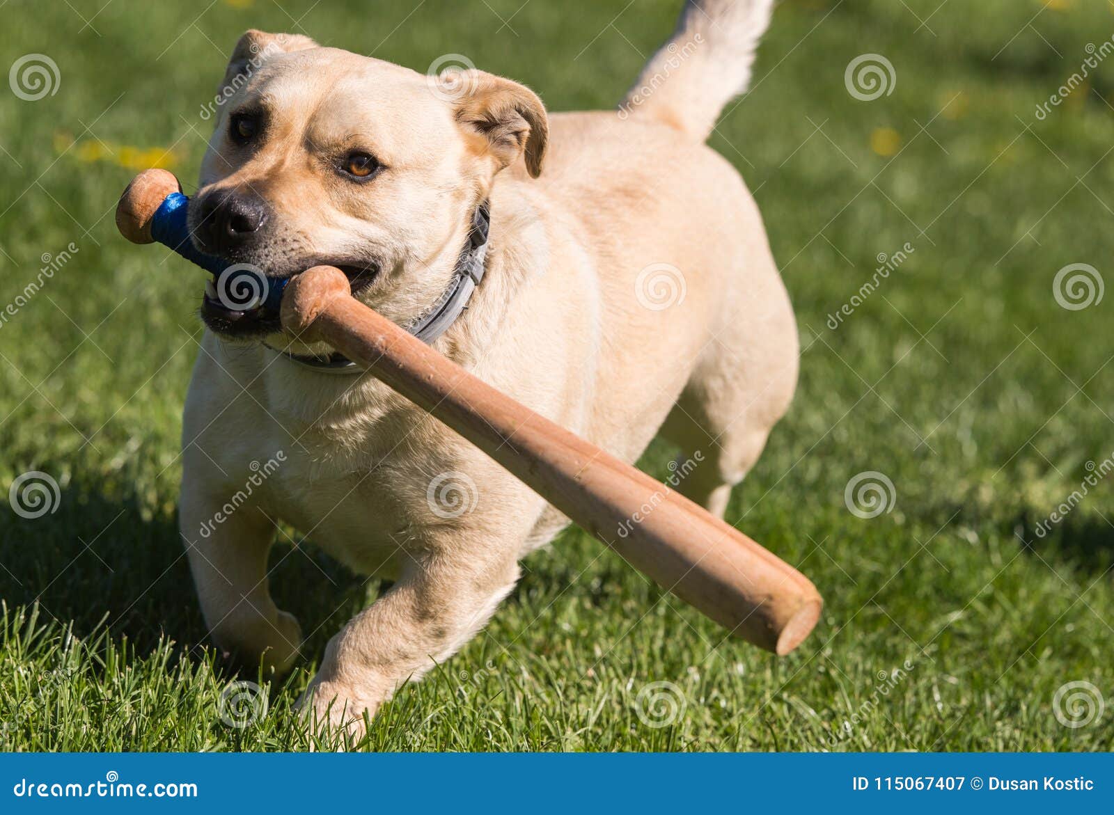 Little Dog Playing in the Backyard with a Baseball Bat Imagem de Stock Imagem de ativo, patas