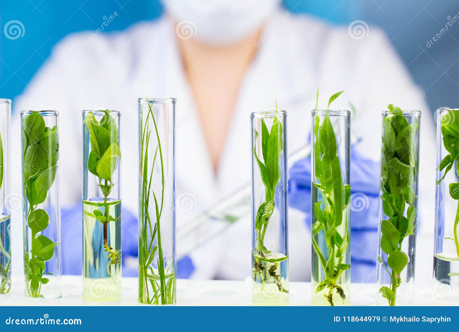Scientist hold test tube with plant inside in laboratory. R z bliska