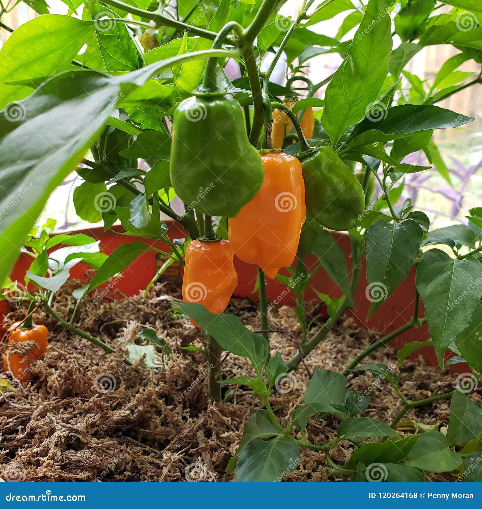 Habanero Pepper Plant zdjęcie stock. Obraz złożonej z pieprz 120264168