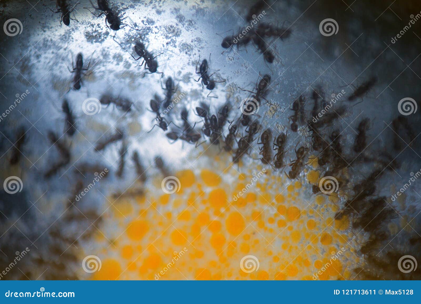 Ants Crowded Around Sweet Spot of Jam Stock Afbeelding - Image of ...