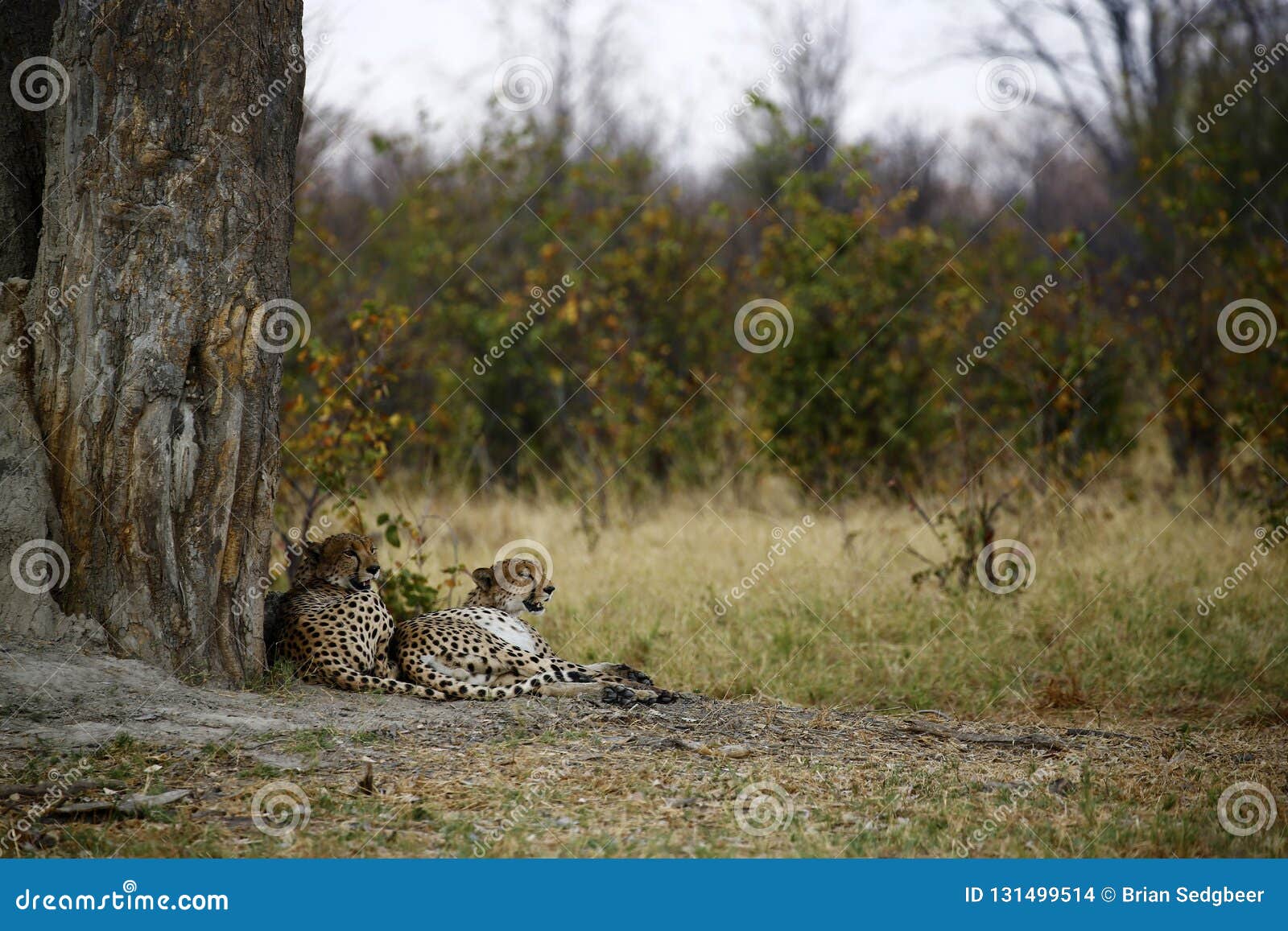 Фото Полных Животов