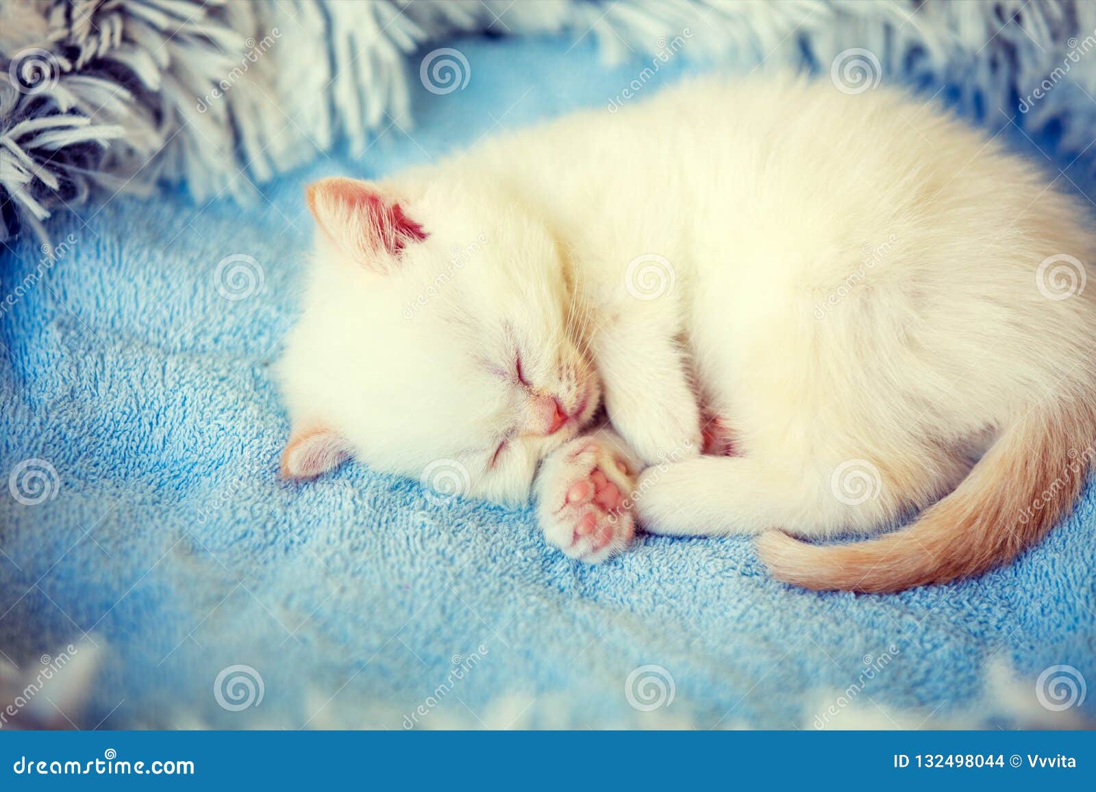 Sleeping Cute Little White Kitten 库存照片 图片 包括有 偷看, 逗人喜爱 132498044