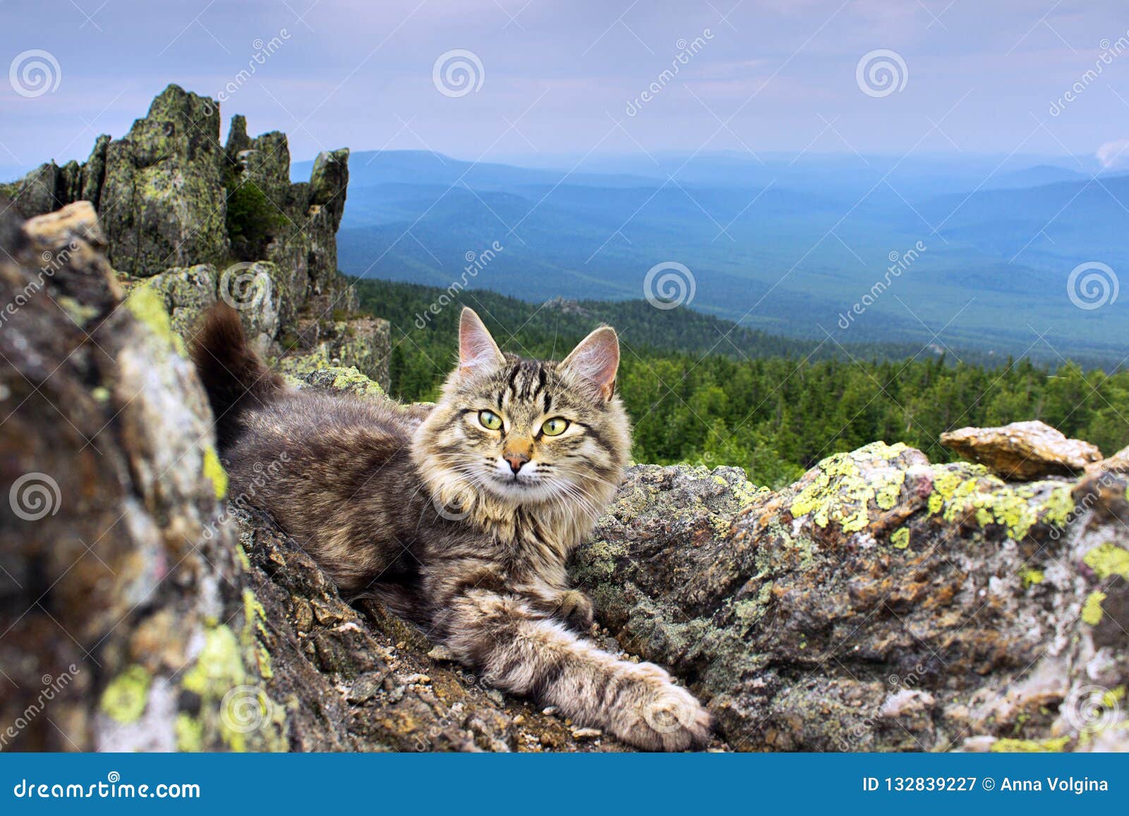 A Picture of a Cat on the Mountain Stock Afbeelding Image of dier