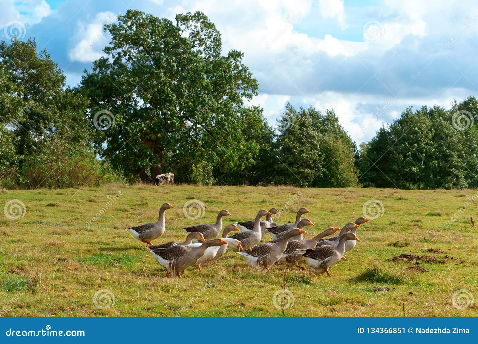 A Flock of Large Geese, Gray Domestic Geese Imagen de archivo - Imagen ...
