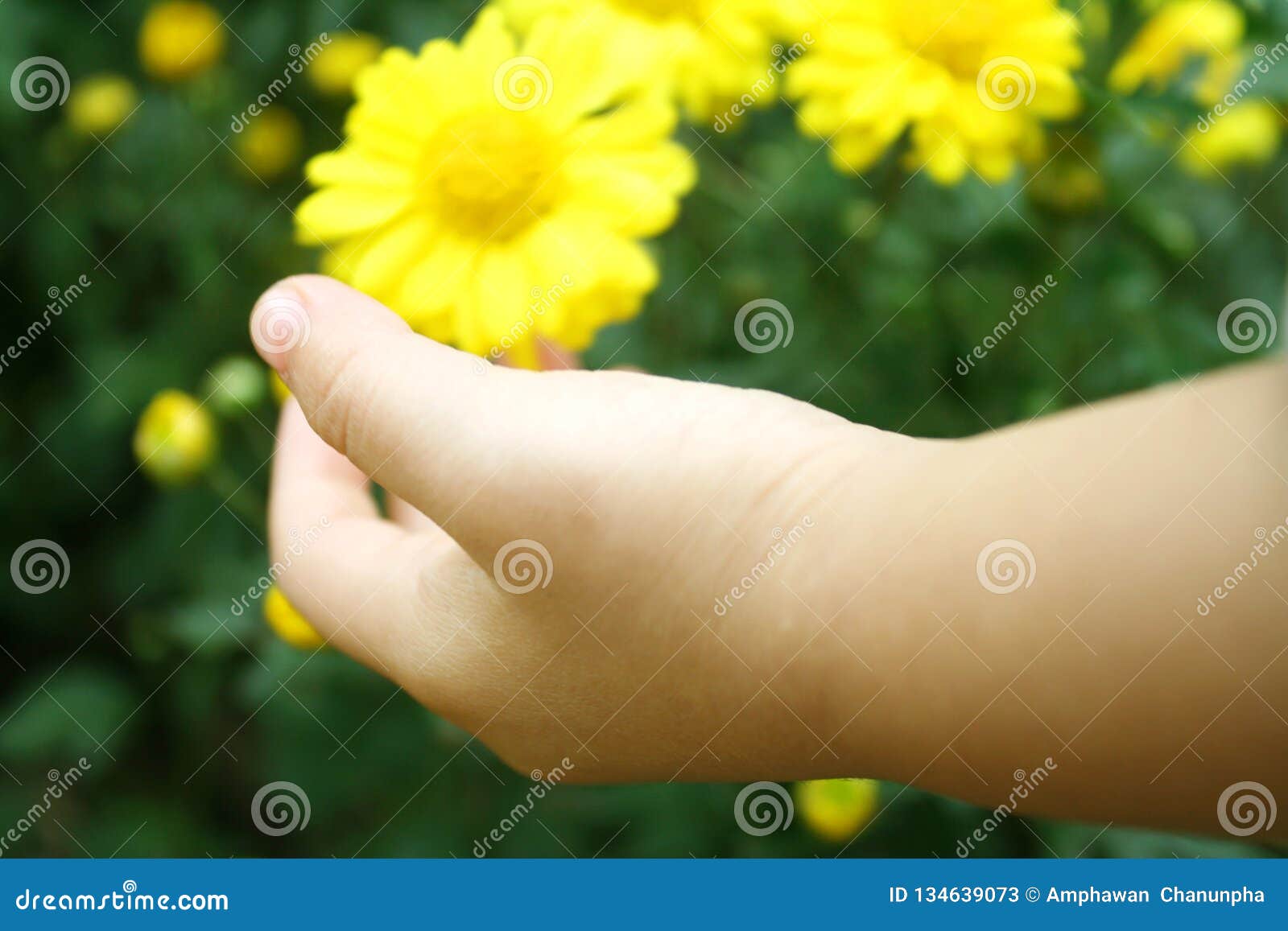 Baby Girl Touching Yellow Flower by Left Hand Immagine Stock - Immagine ...