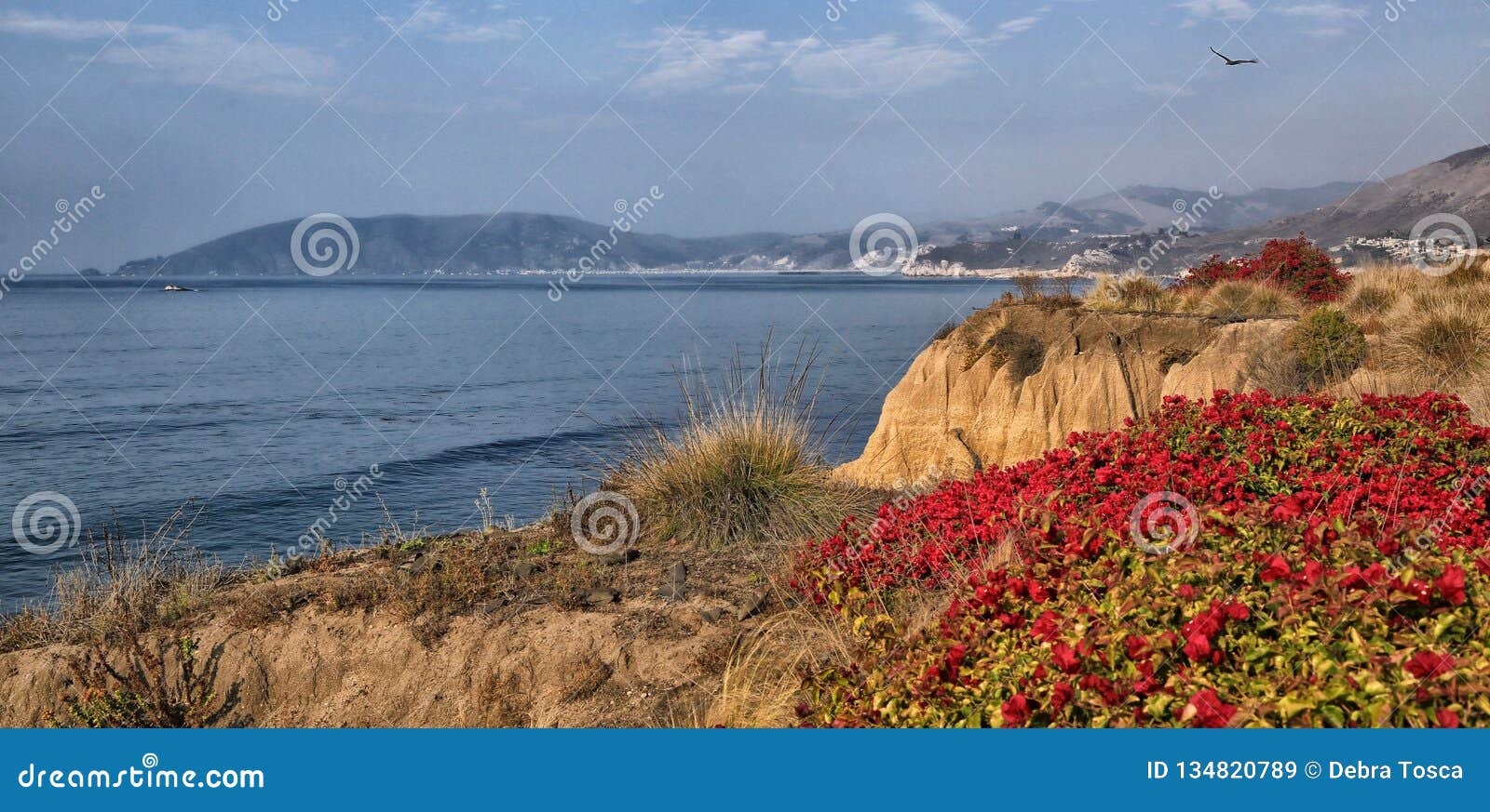 Pismo Beach seaside cliffs. Red flower topped seaside cliffs at Pismo Beach California