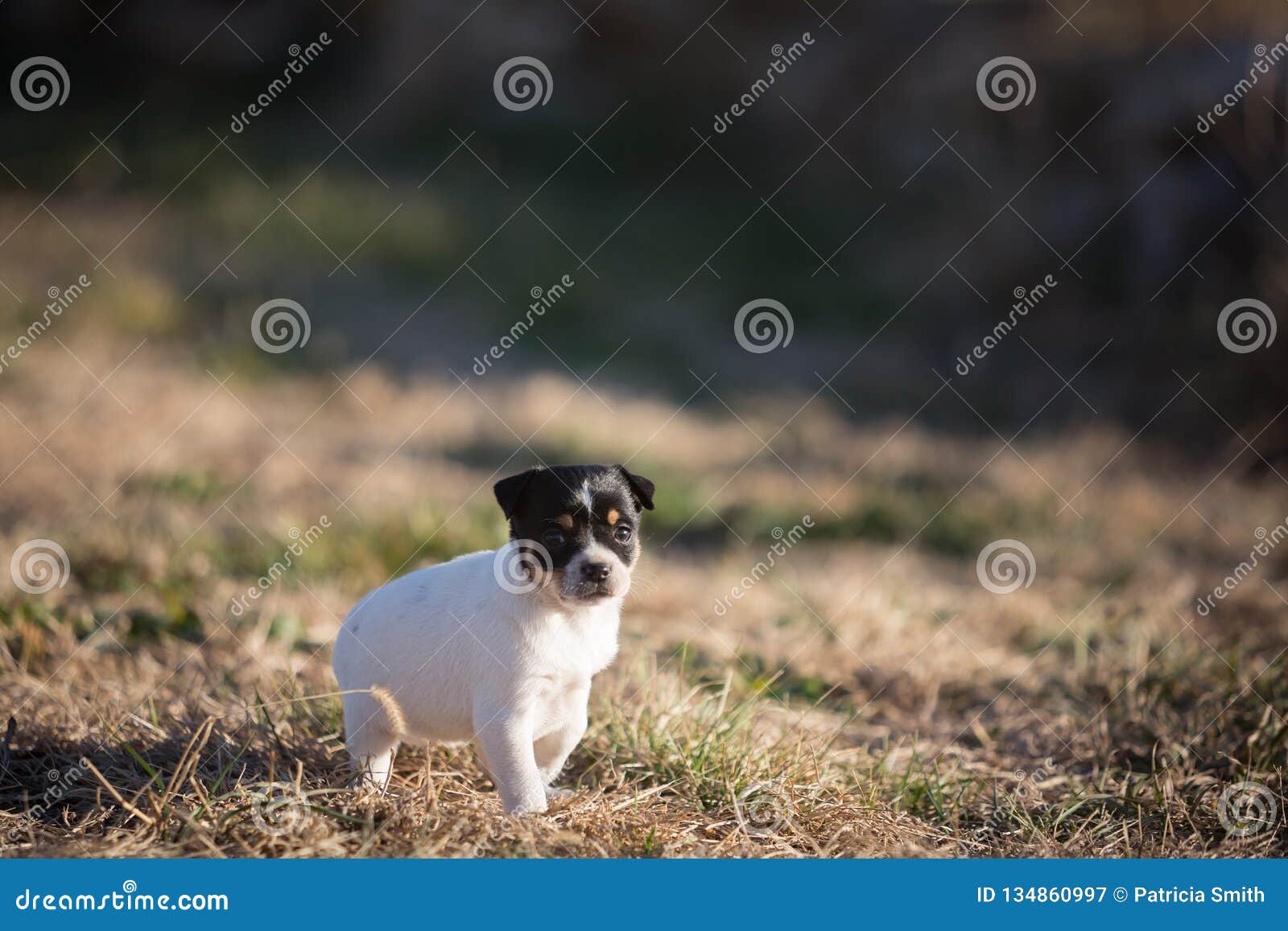 Newborn Puppy Outside in Yard Immagine Stock Immagine di settimana