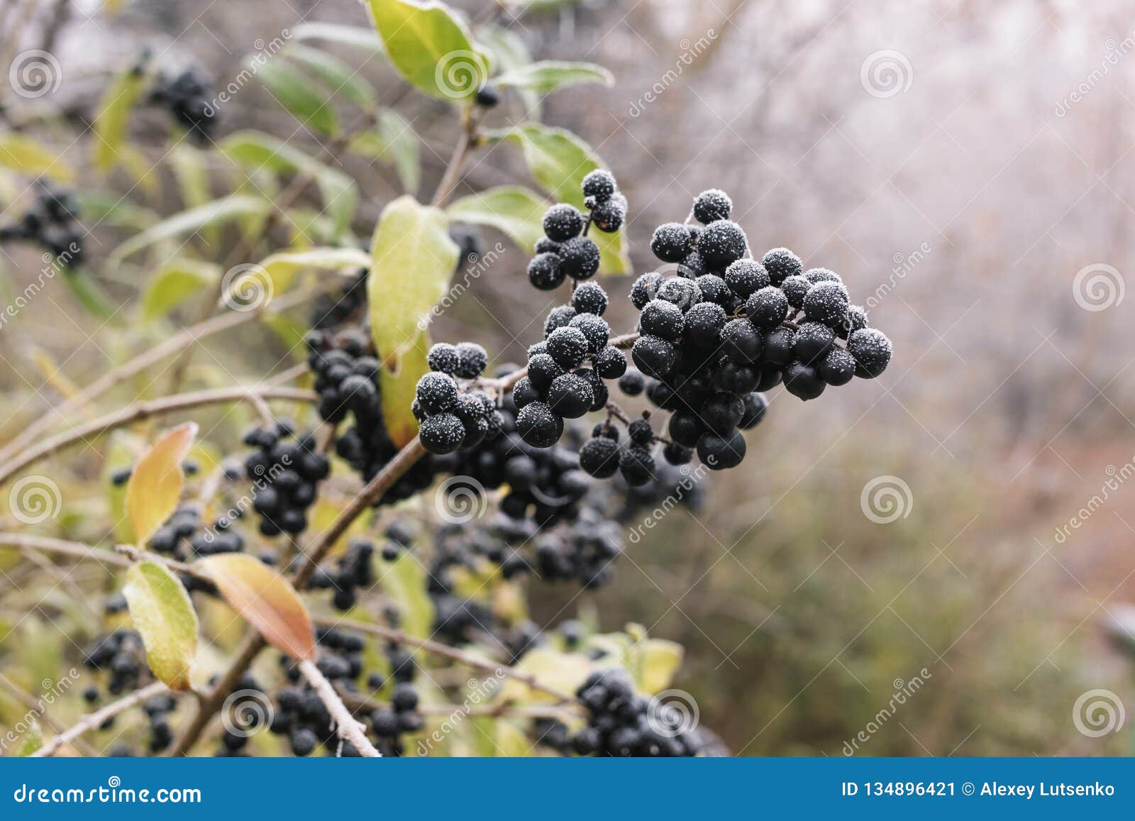Poisonous Black Berries on the Bush Covered with Hoarfrost