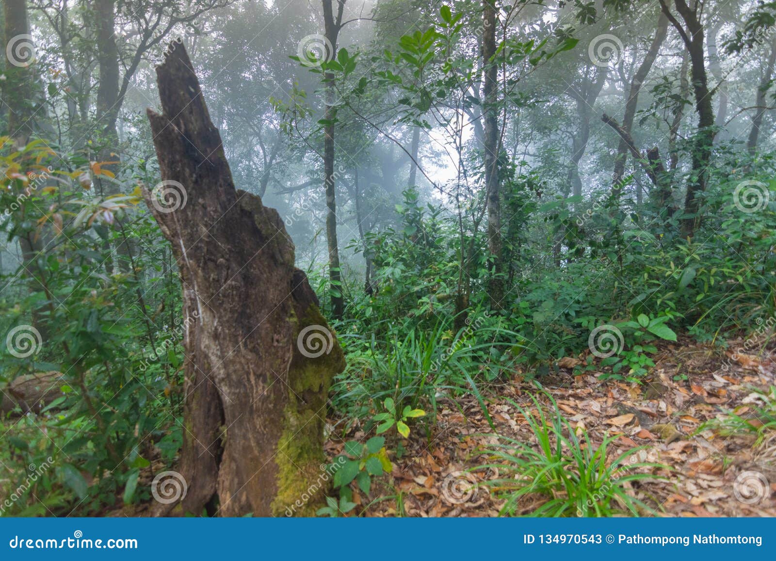 Fallen Tree in Tropical Rainforest Plants Imagem de Stock - Imagem de