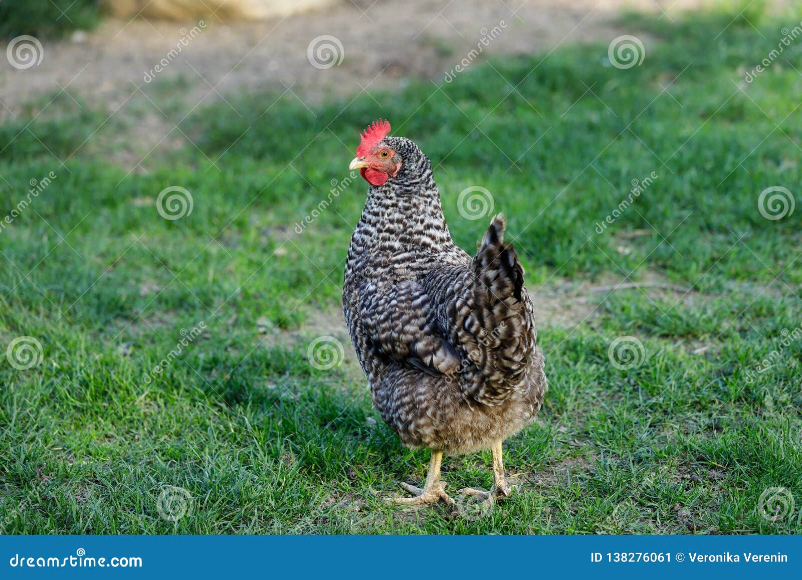 157 Barred Plymouth Rock Chicken Fotos de stock - Fotos libres de regalías  de Dreamstime, image size:1600x1157