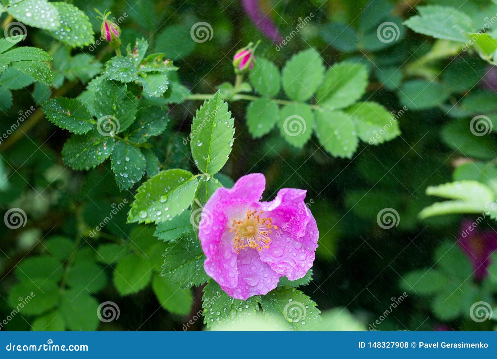 Beautiful Dog Rose Flowers Bloom in the Garden, Spring Time Arkivfoto
