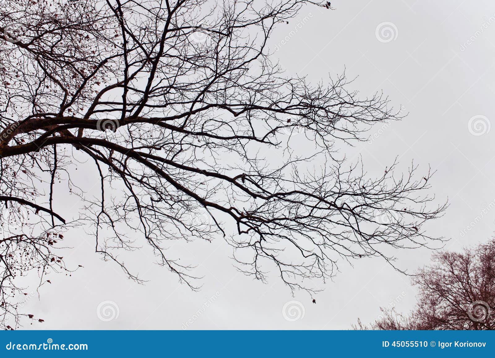 Naked branches of a tree against close up