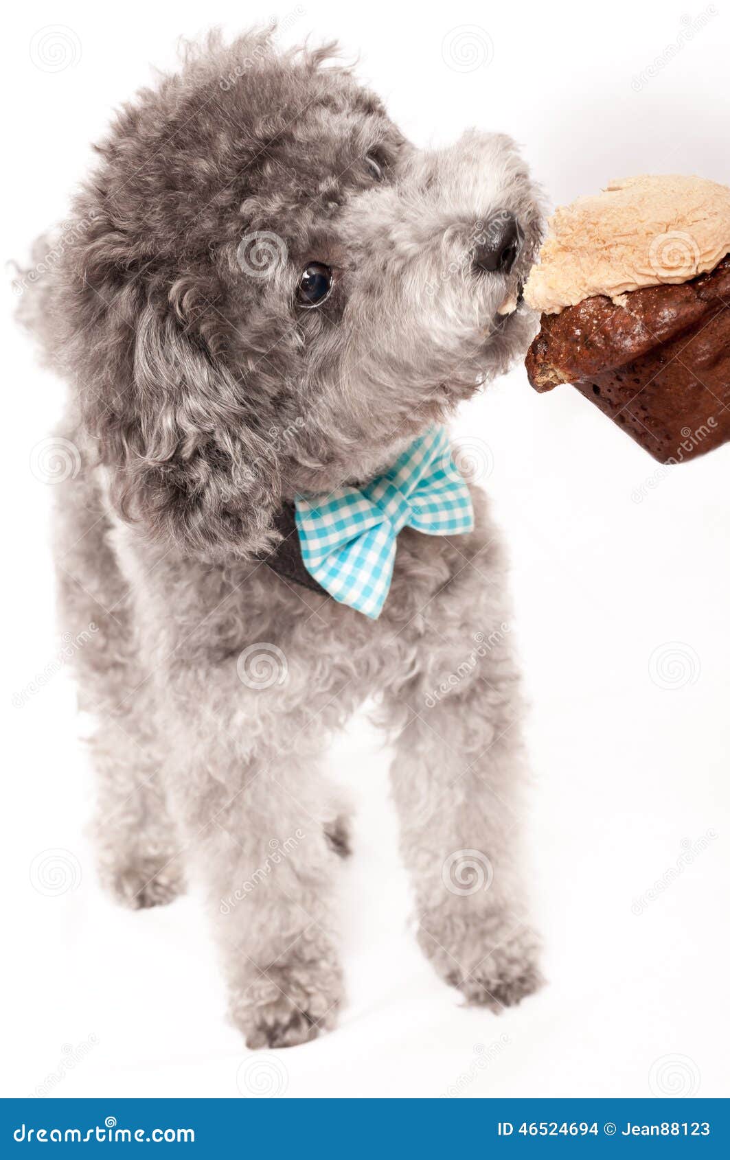 poodle bow tie