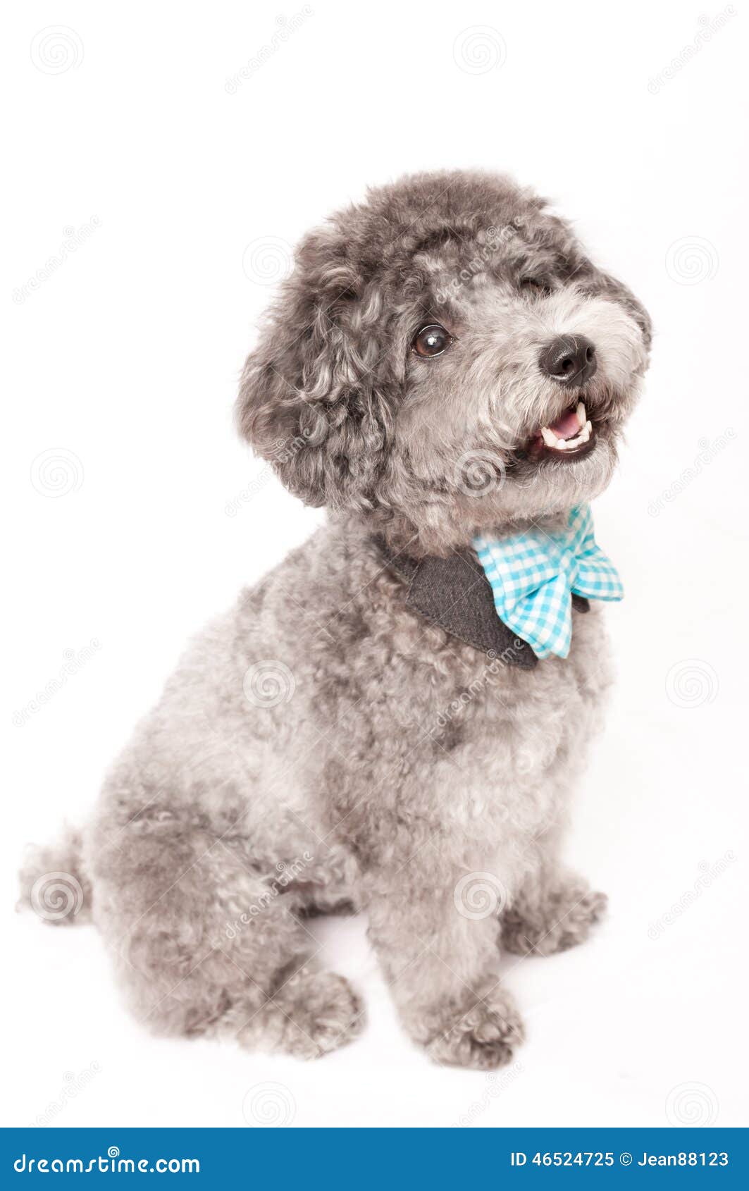 poodle bow tie