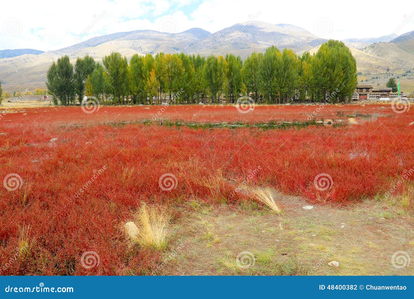 Red grass of Sangdui. What is red, the township is located in China s Sichuan province Ganzi state Sangdui red grass will one day because of the change of light present different shades of color.