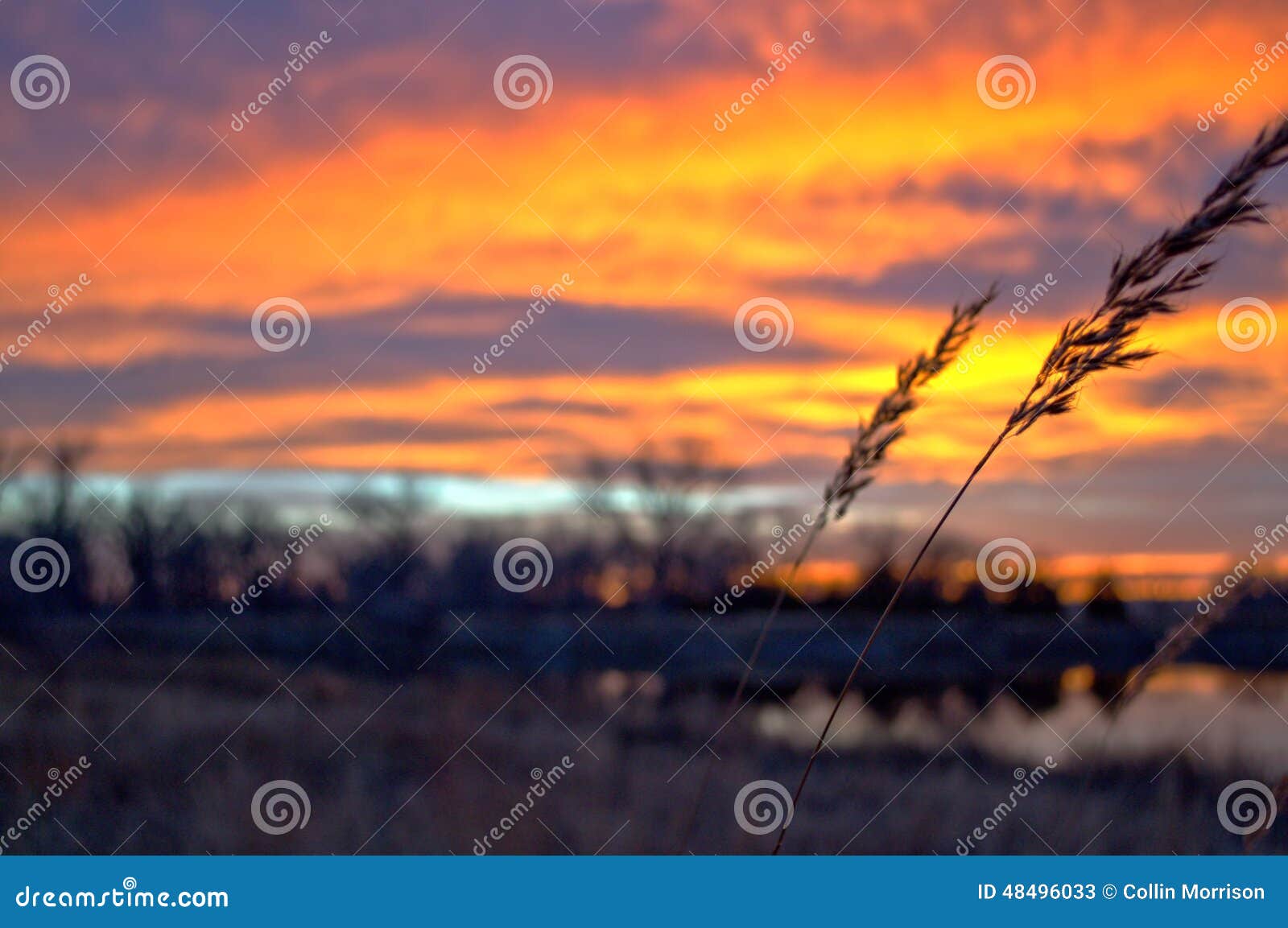 Wheat at sunet. Wheat with the setting sun behind