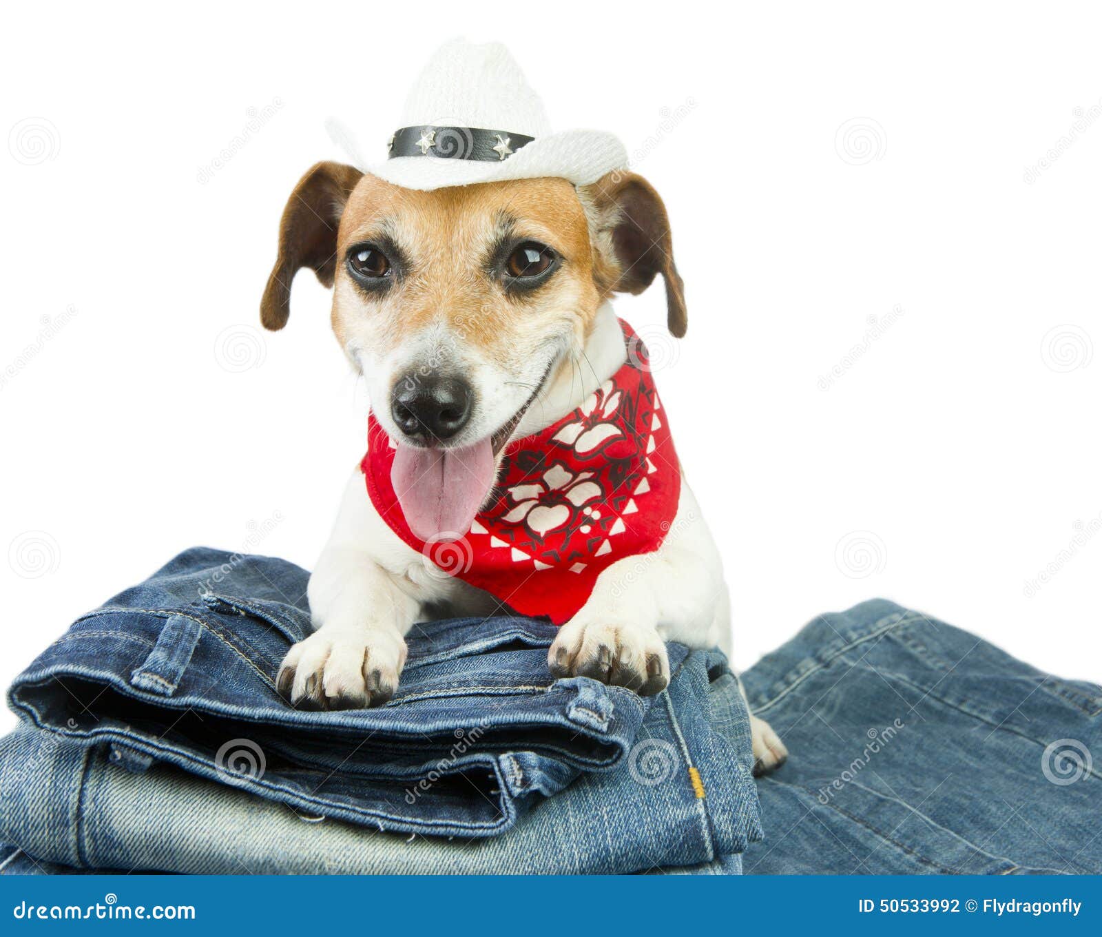 Dog clothes 库存照片. 图片 包括有 设计, 题头, 服装, 剪切, 设计员, 穿衣, 牛仔裤 50533992