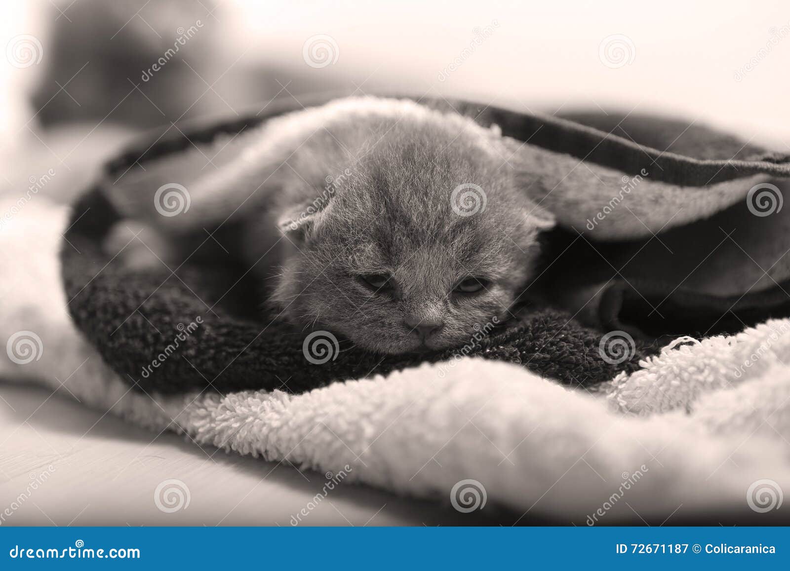 Newly born kittens. Bébés nouvellement nés mignons un des Anglais Shorthair d'un jour, couvert dans une serviette