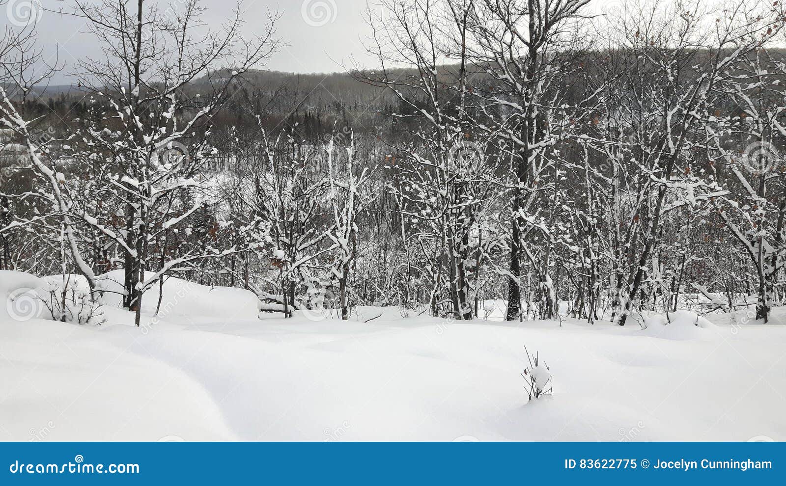 Winter among the trees. Trees and rocks covered in snow in the bush north of Muskoka