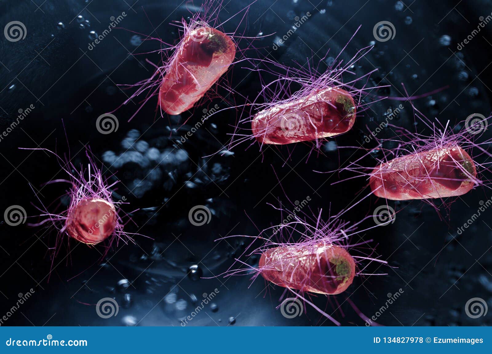 e.coli bacteria cells