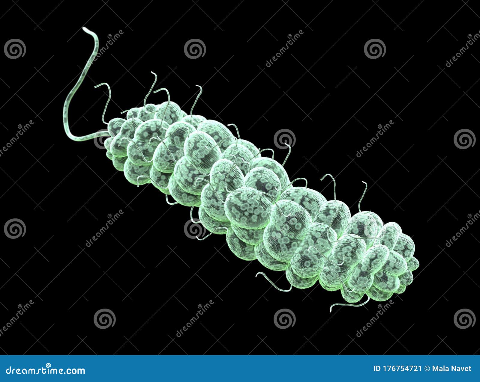 E Coli Bacteria. Flagellate Rods Type Category. Stock Illustration -  Illustration of rods, condition: 176754721